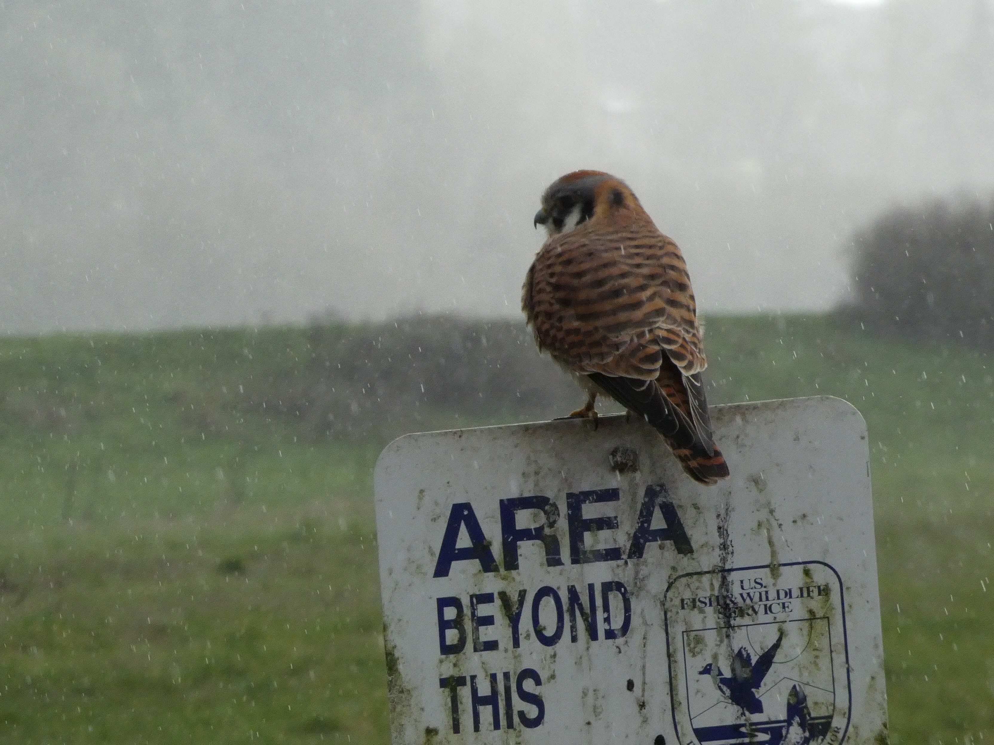 American Kestrel