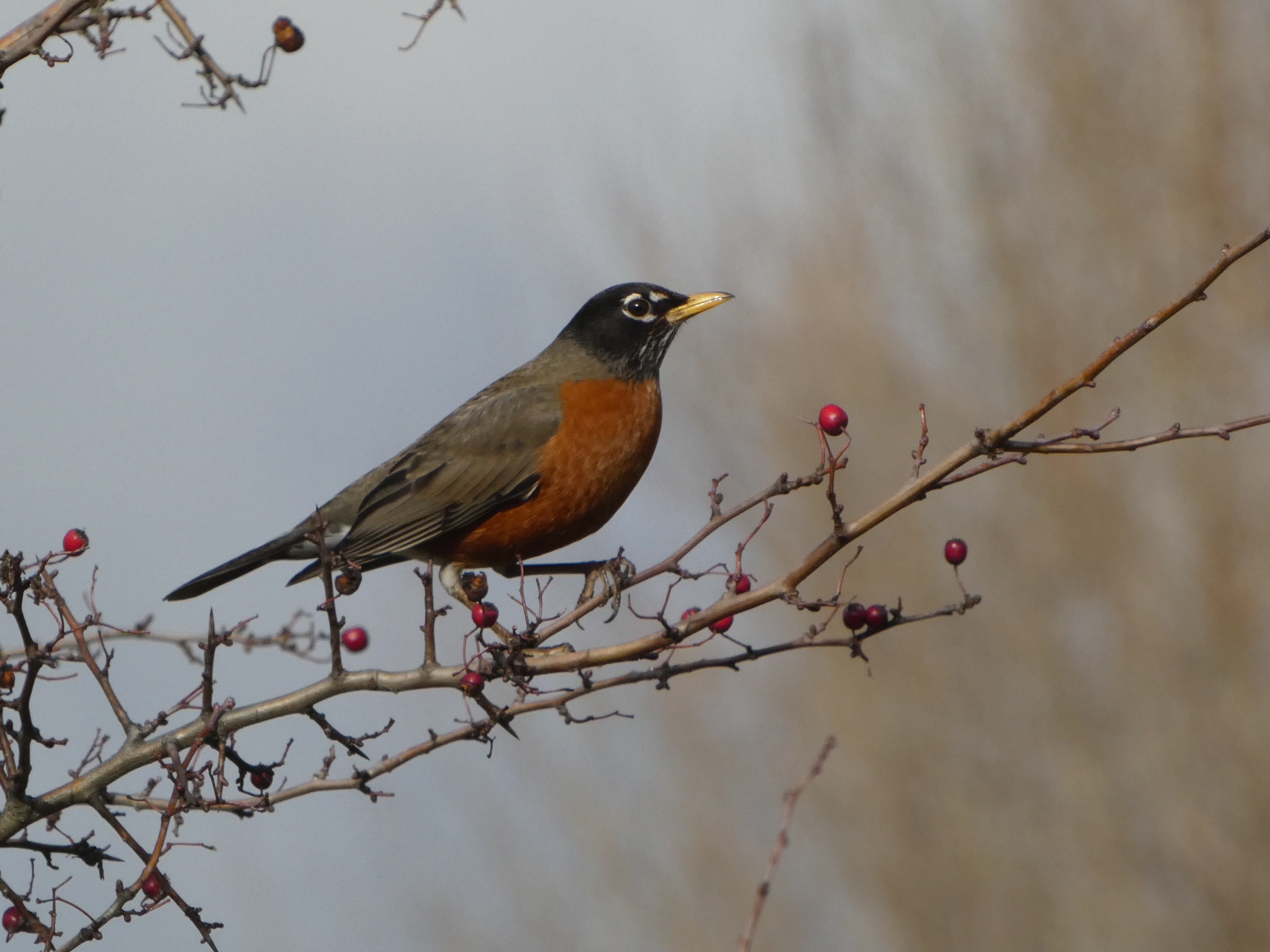 American Robin