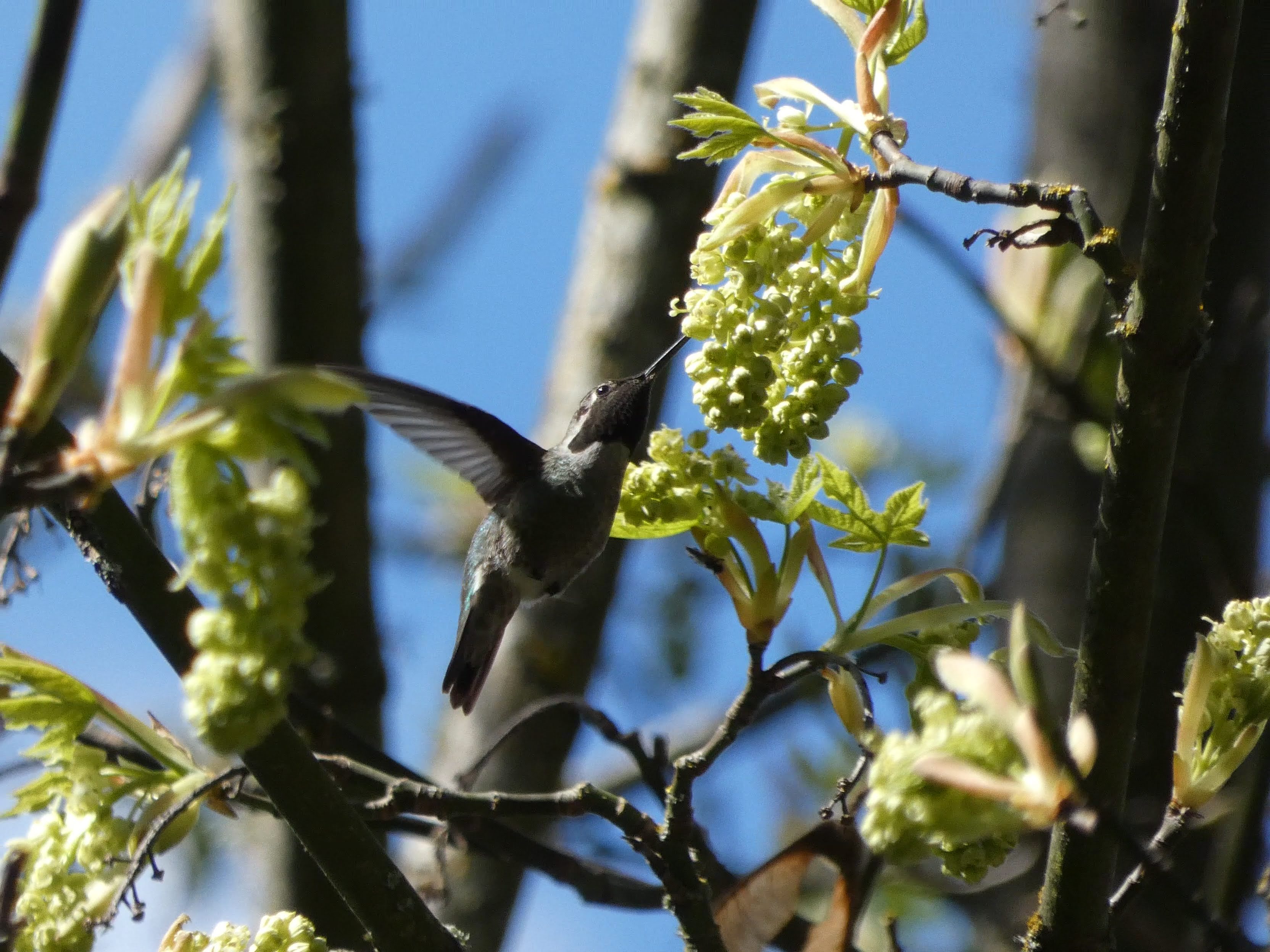 Anna's Hummingbird