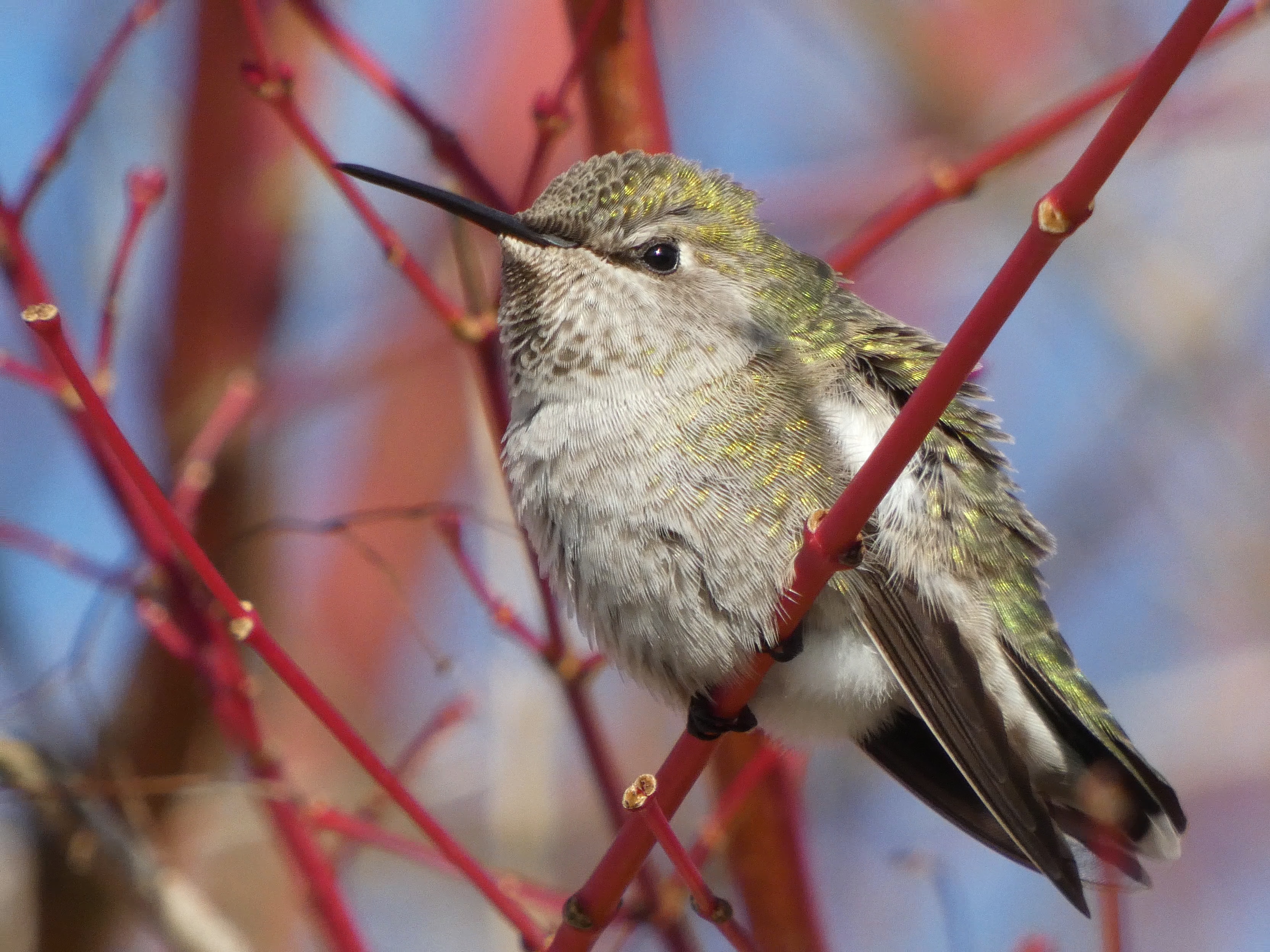 Anna's Hummingbird