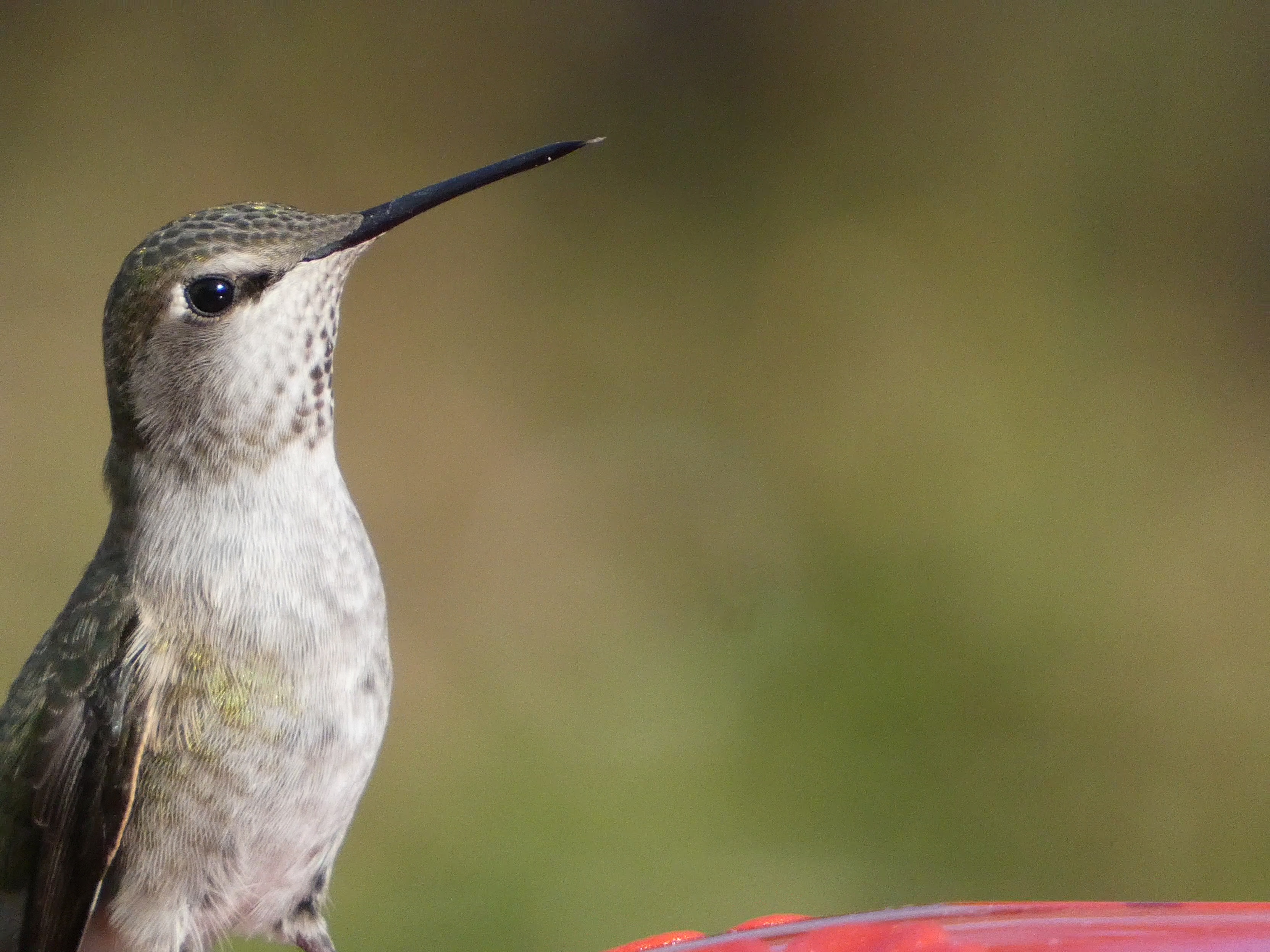 Anna's Hummingbird