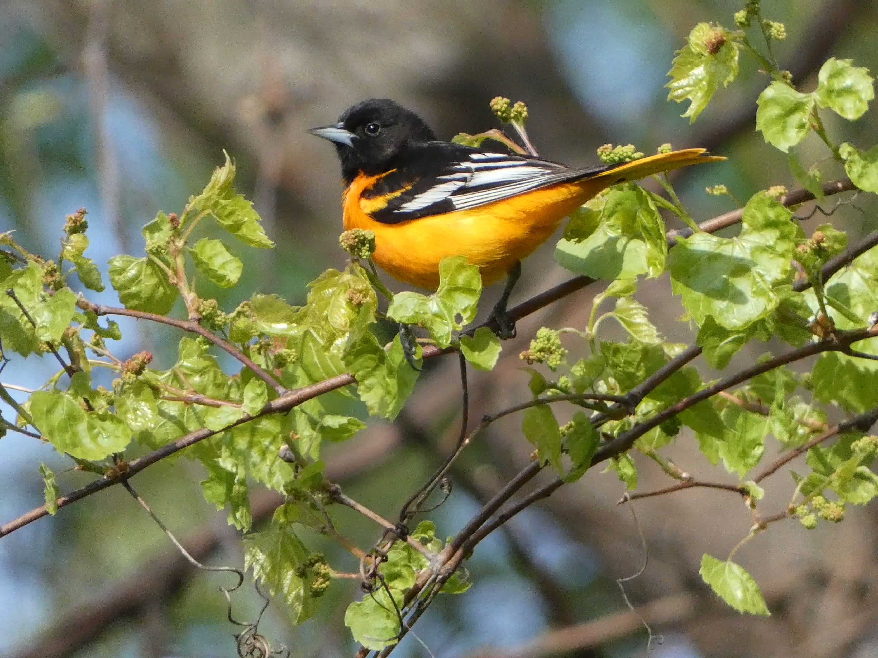Baltimore Oriole