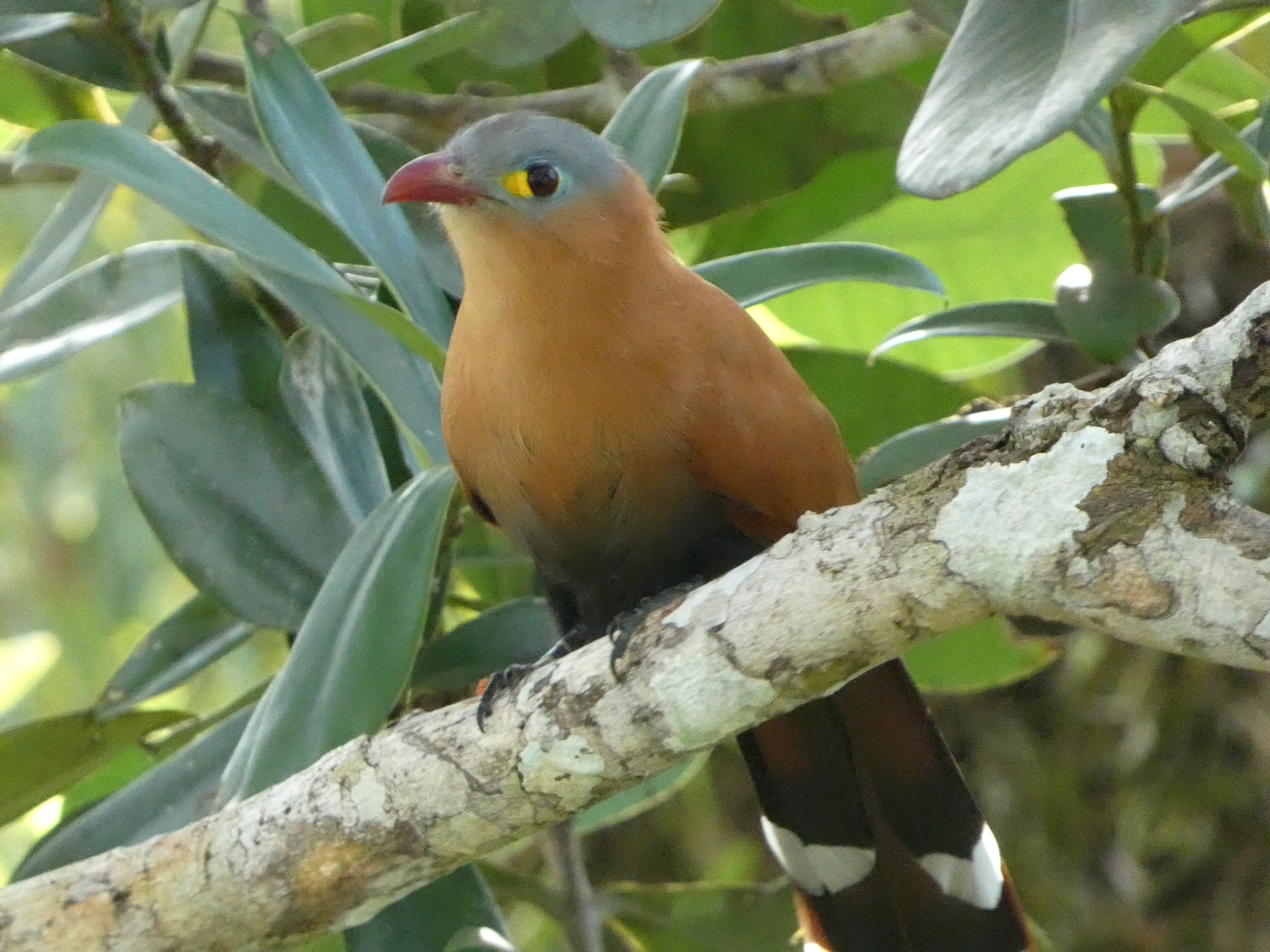 Black-bellied Cuckoo