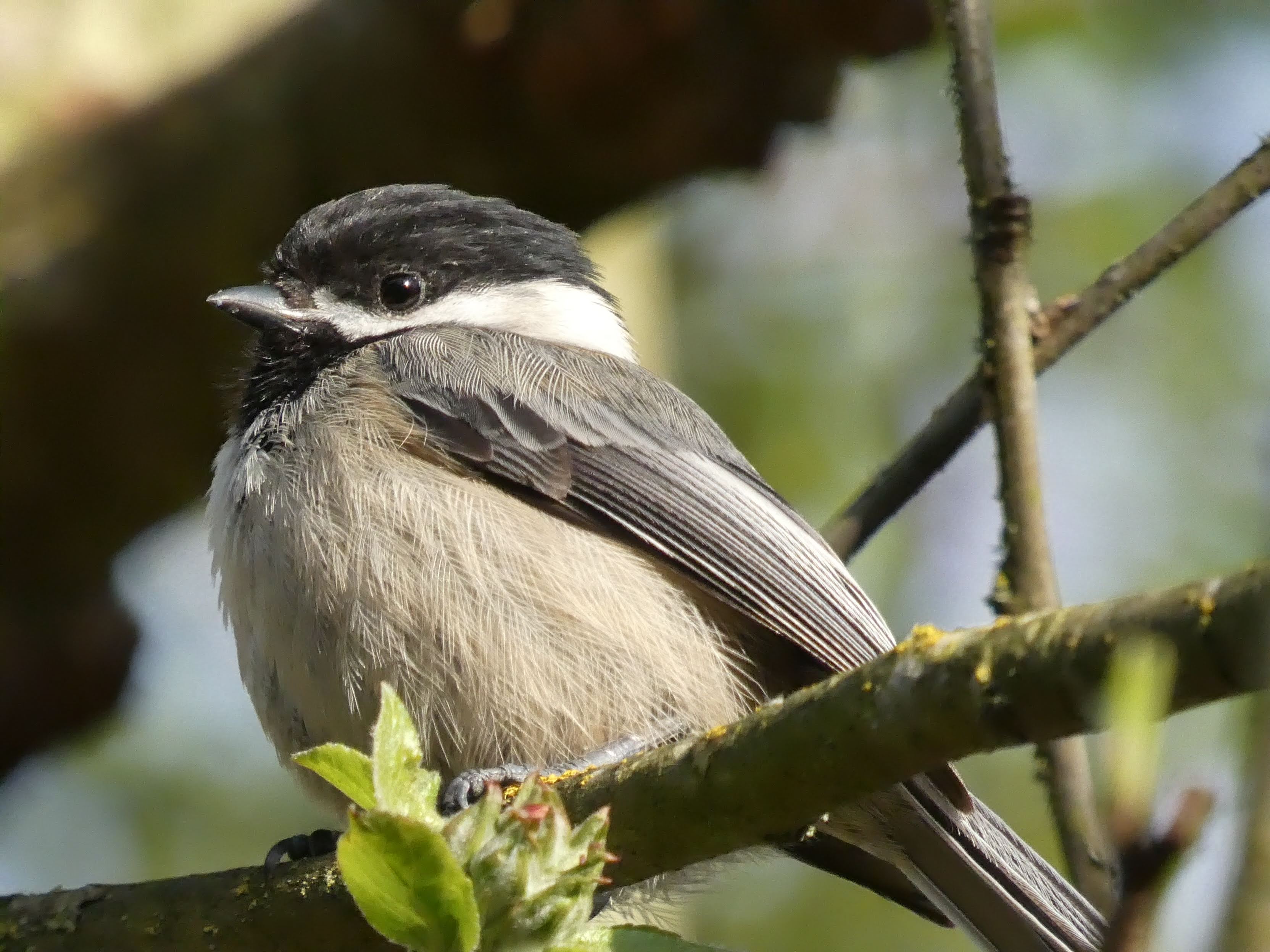 Black-capped Chickadee
