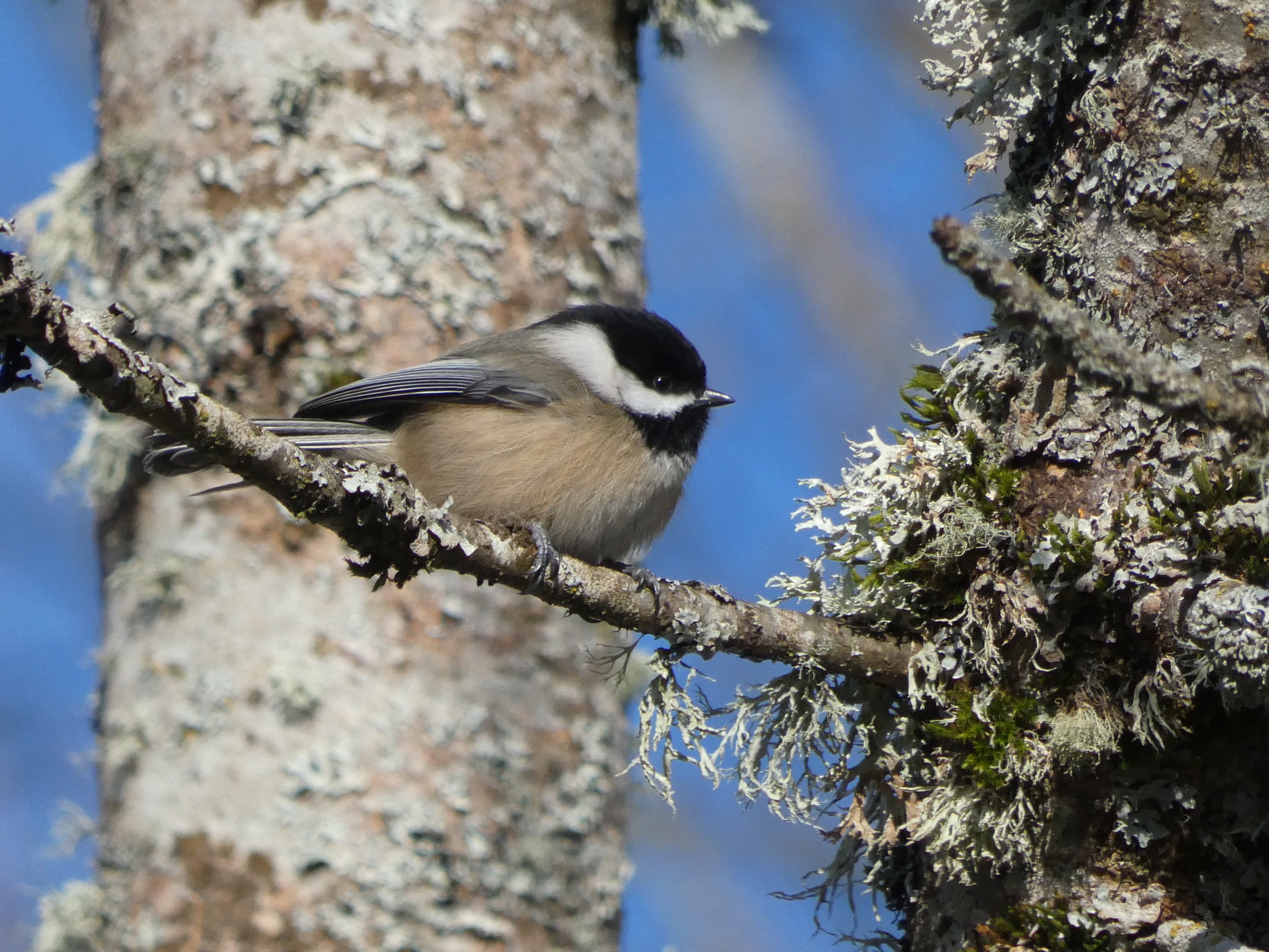 Black-capped Chickadee