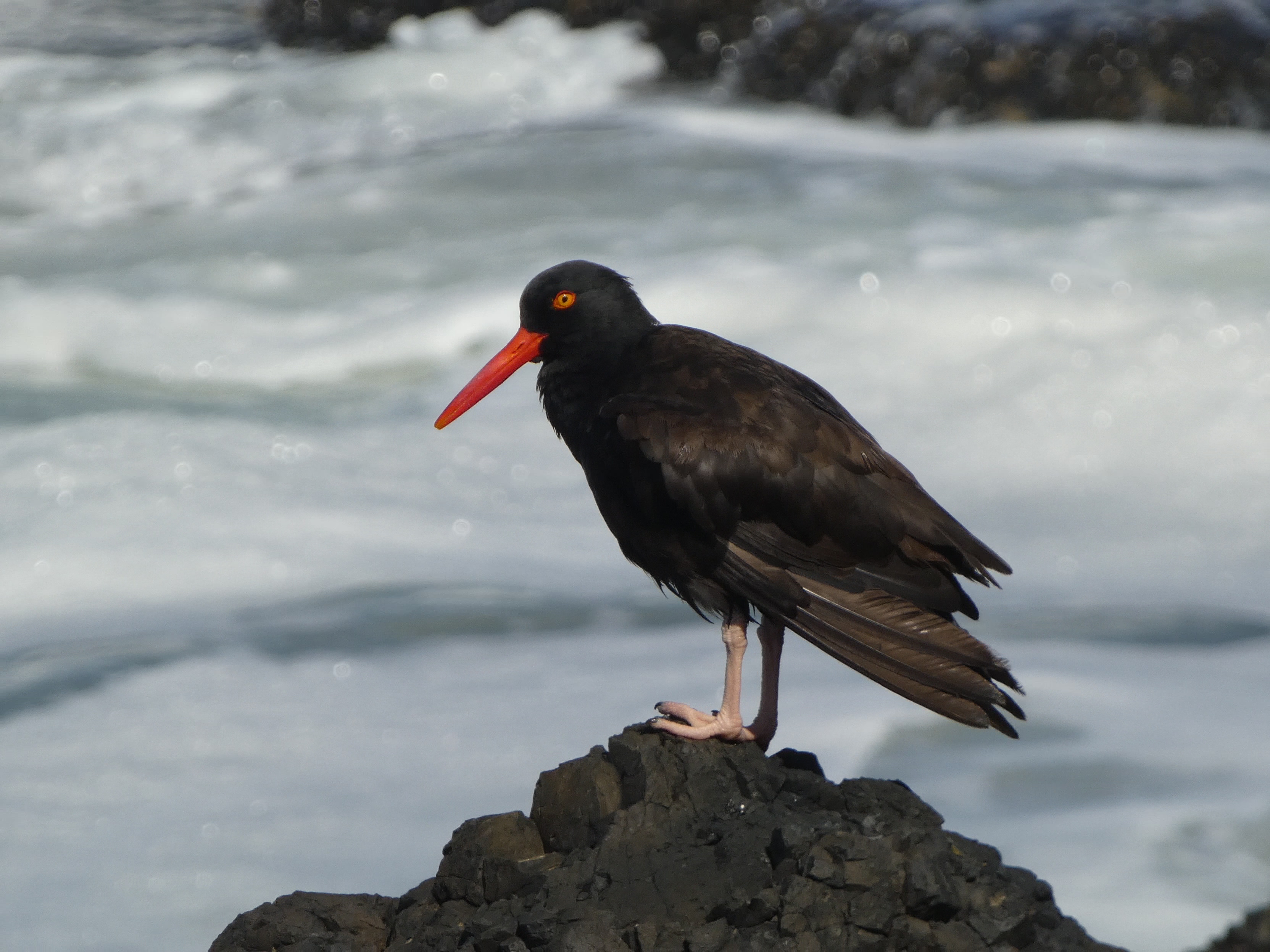 Black Oystercatcher