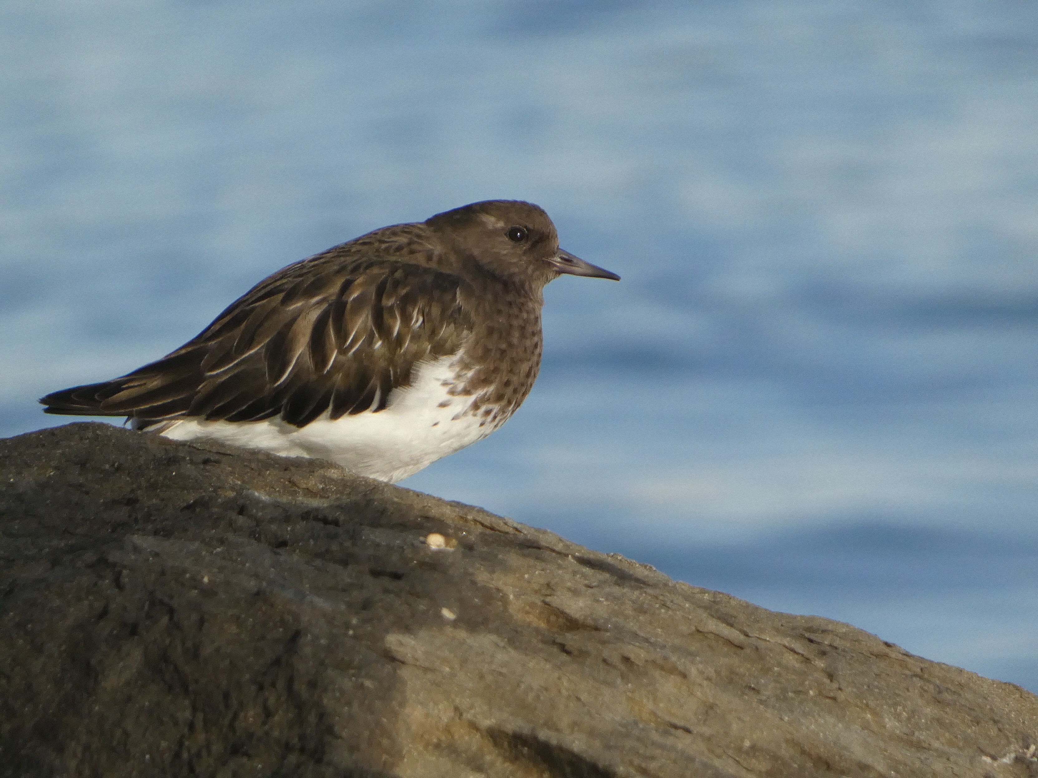 Black Turnstone