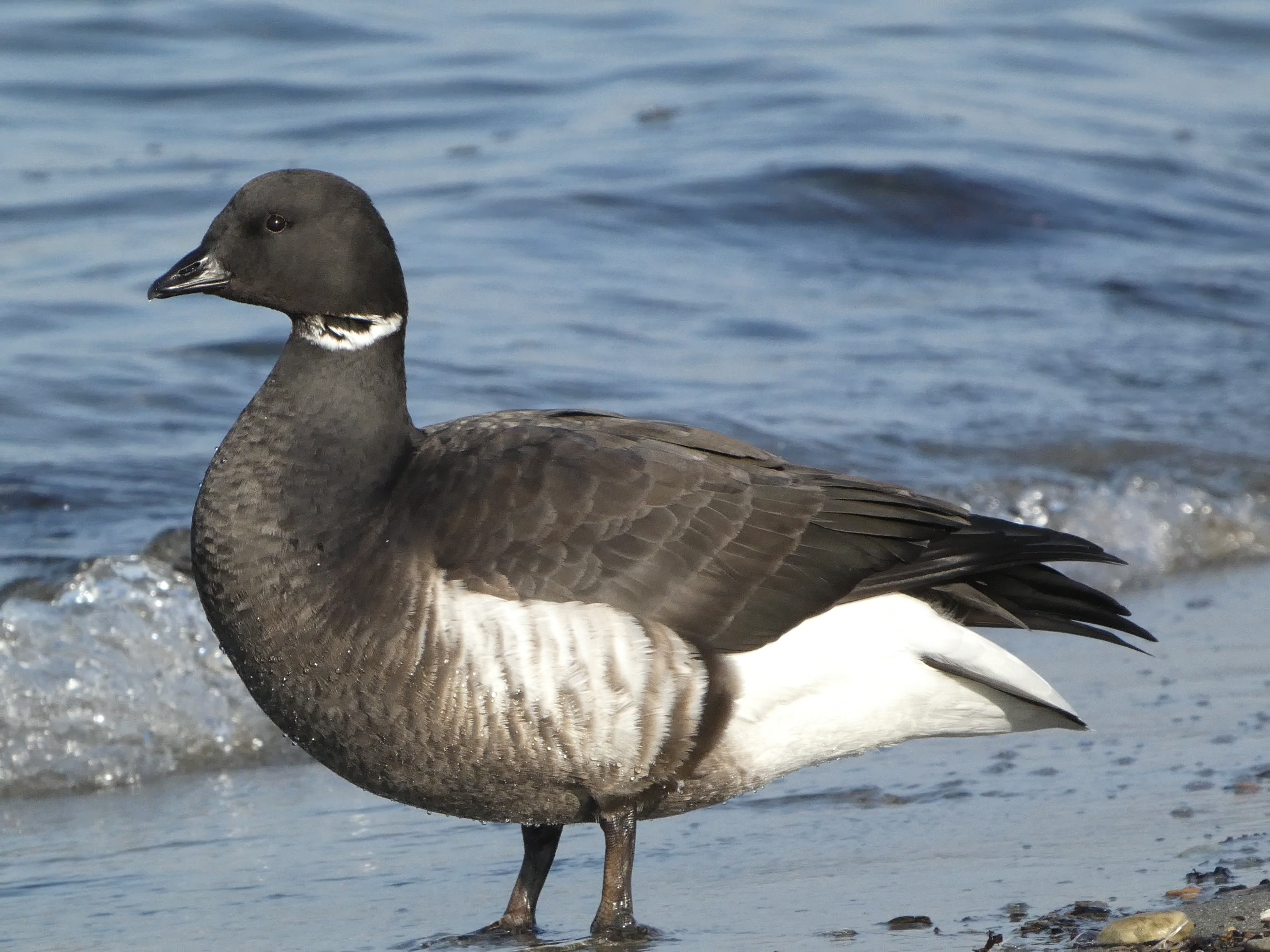 Brant