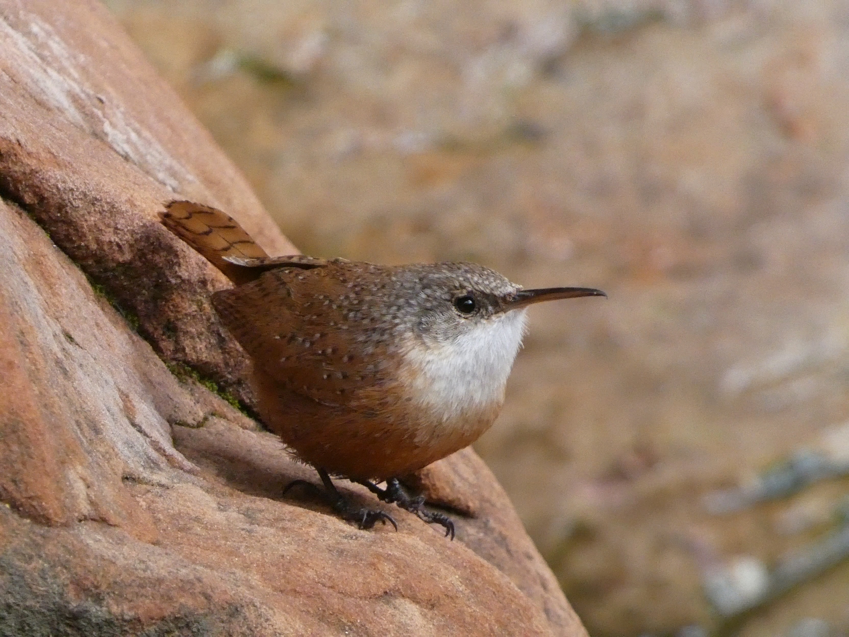 Canyon Wren