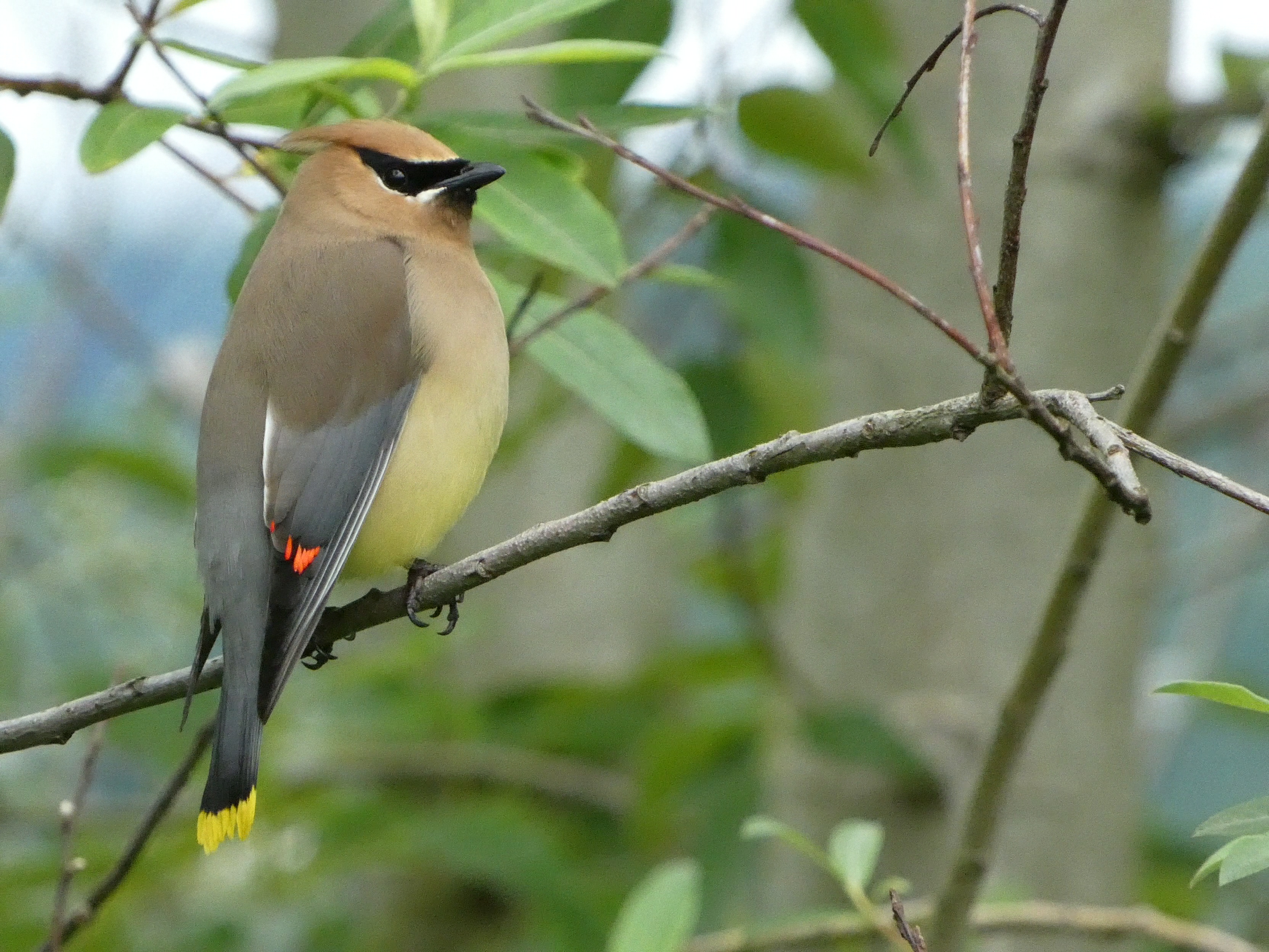 Cedar Waxwing