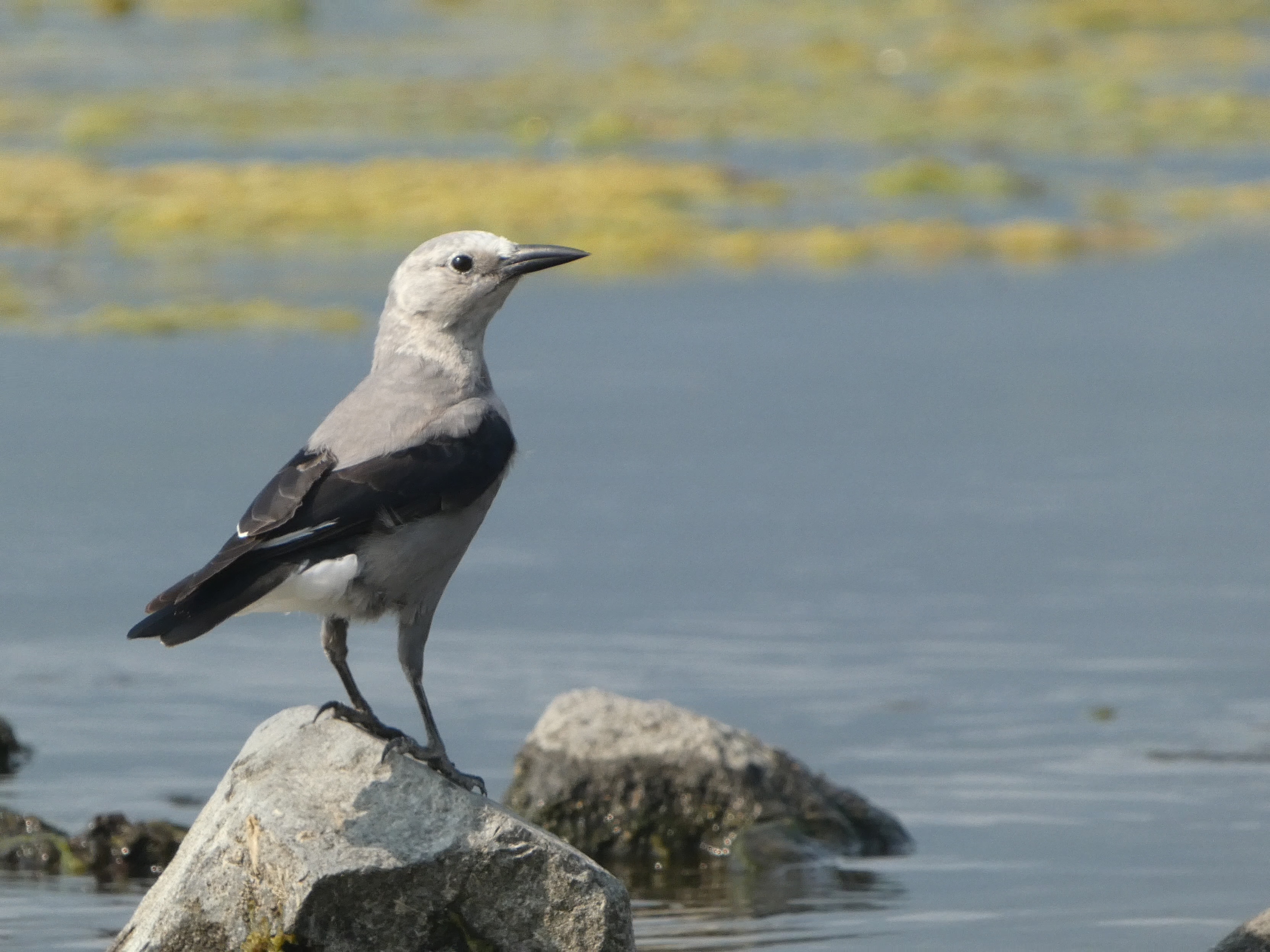 Clark's Nutcracker