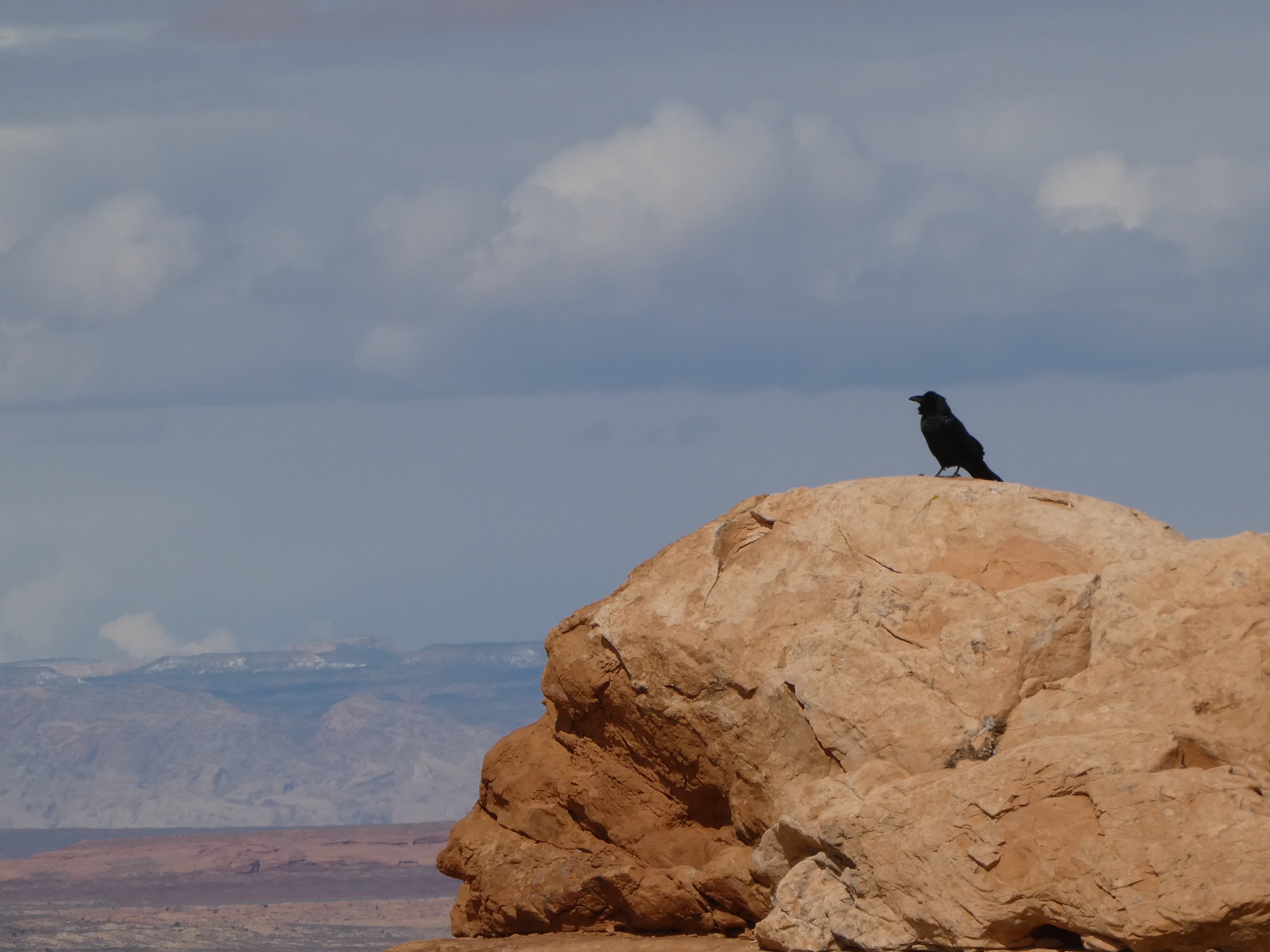 Common Raven