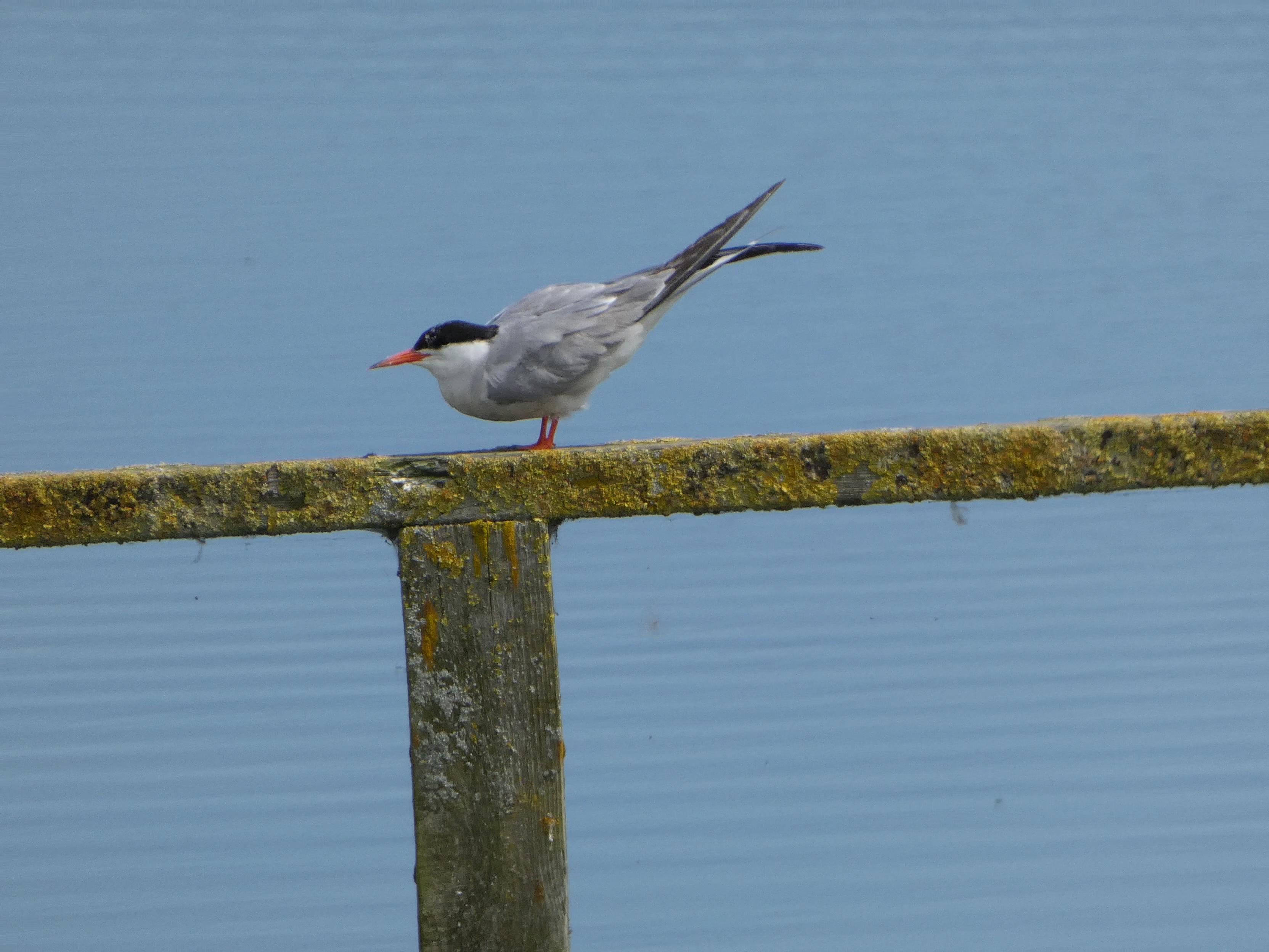 Common Tern