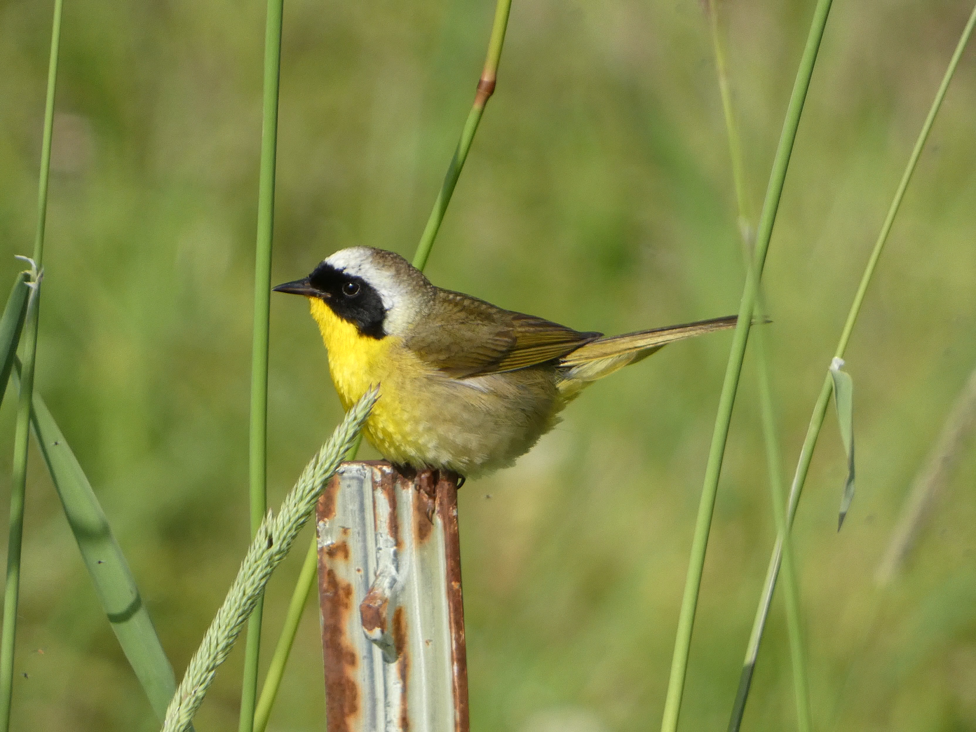 Common Yellowthroat