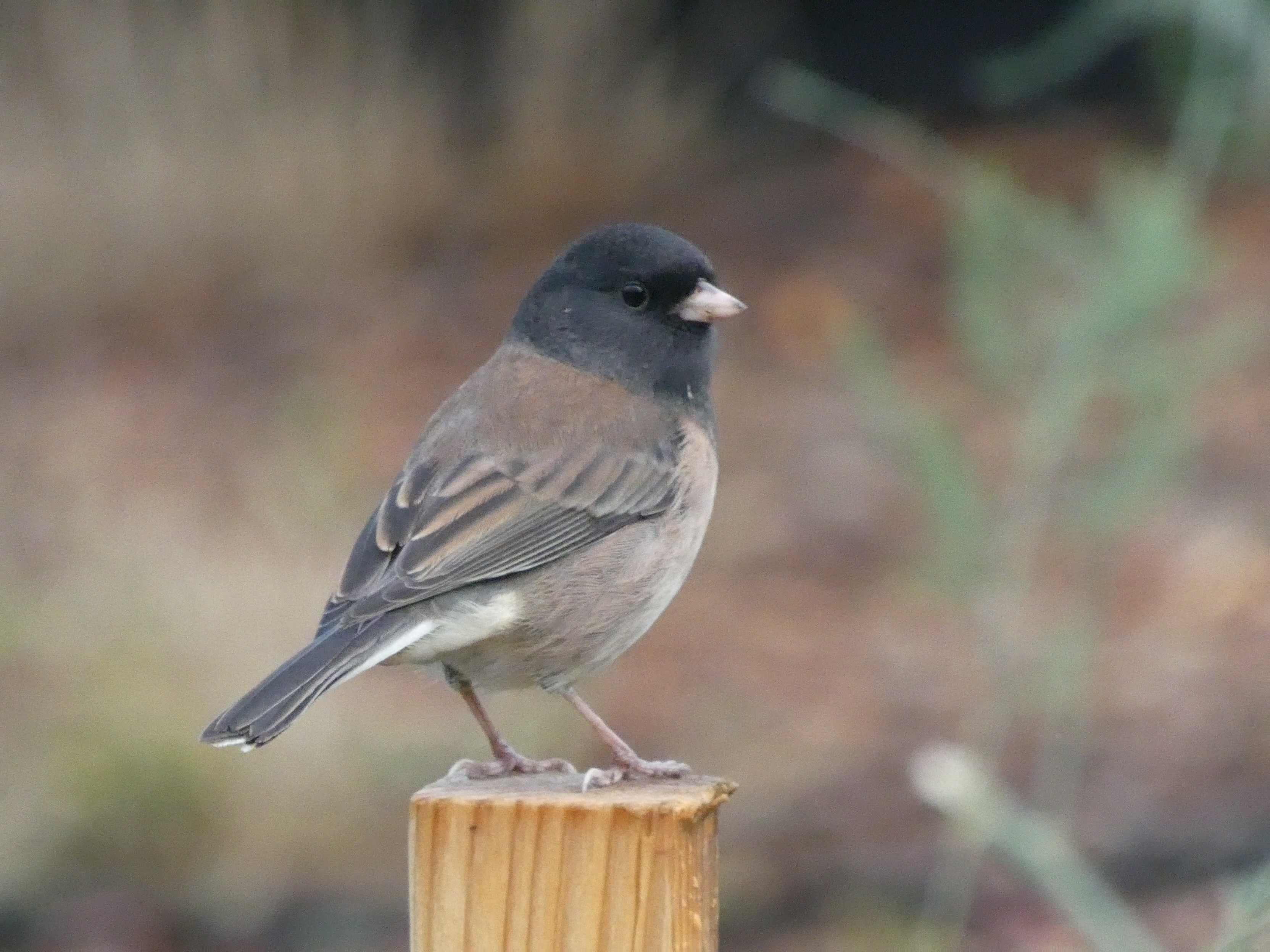 Dark-eyed Junco