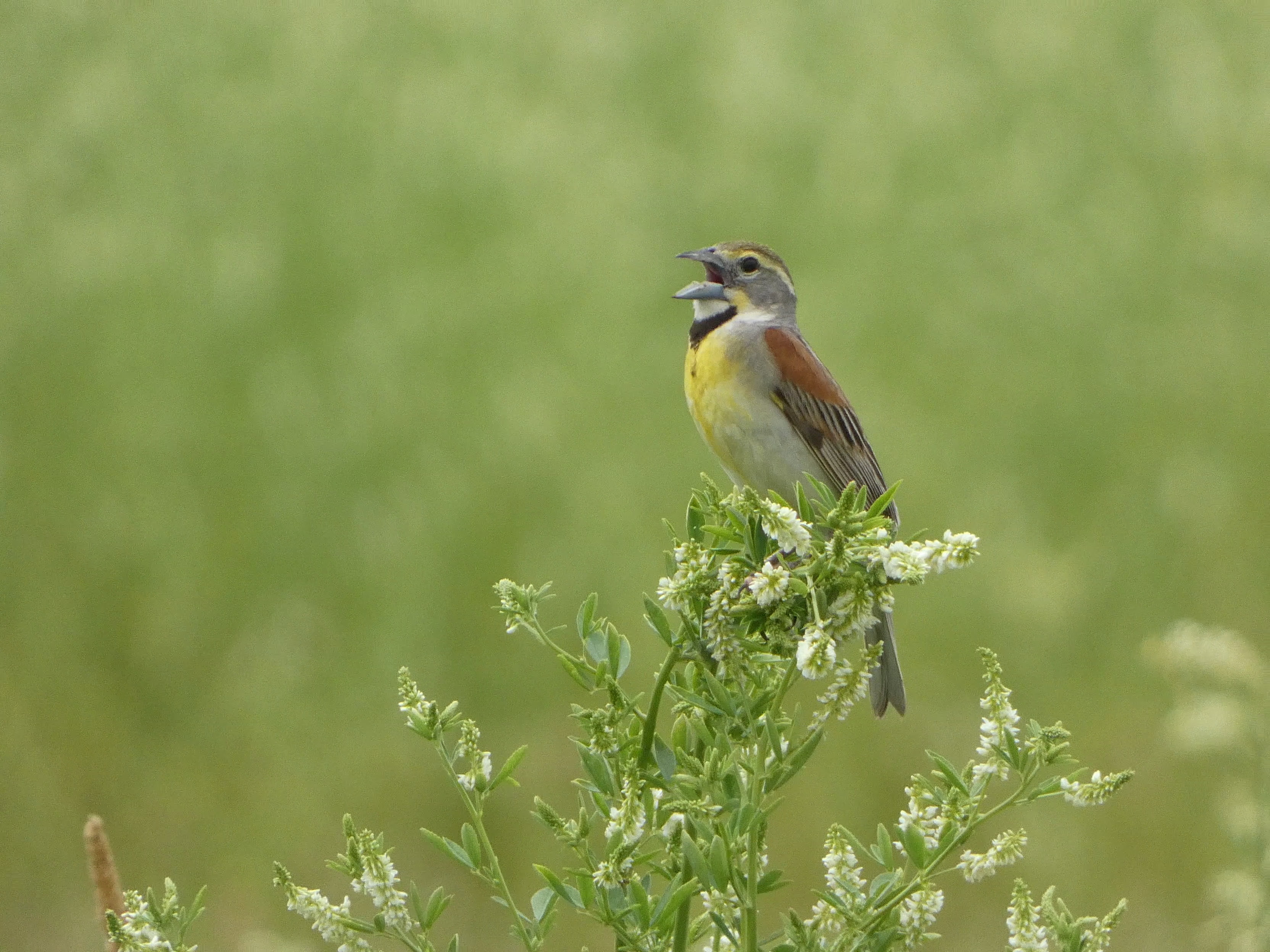 Dickcissel