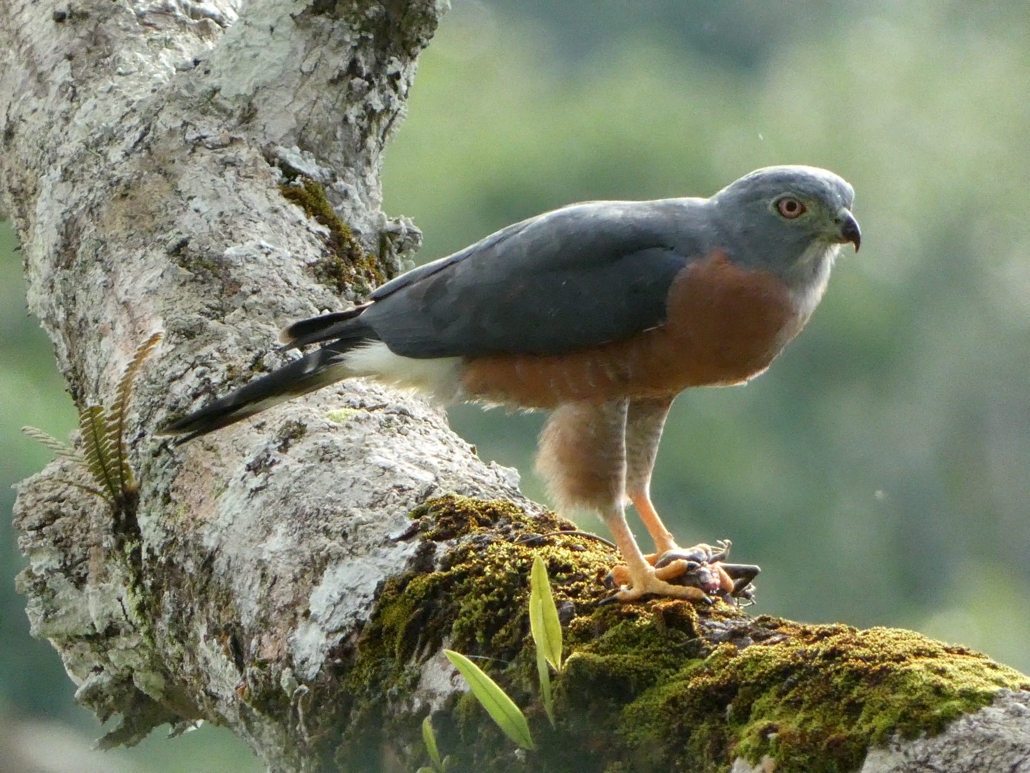 Double-toothed Kite