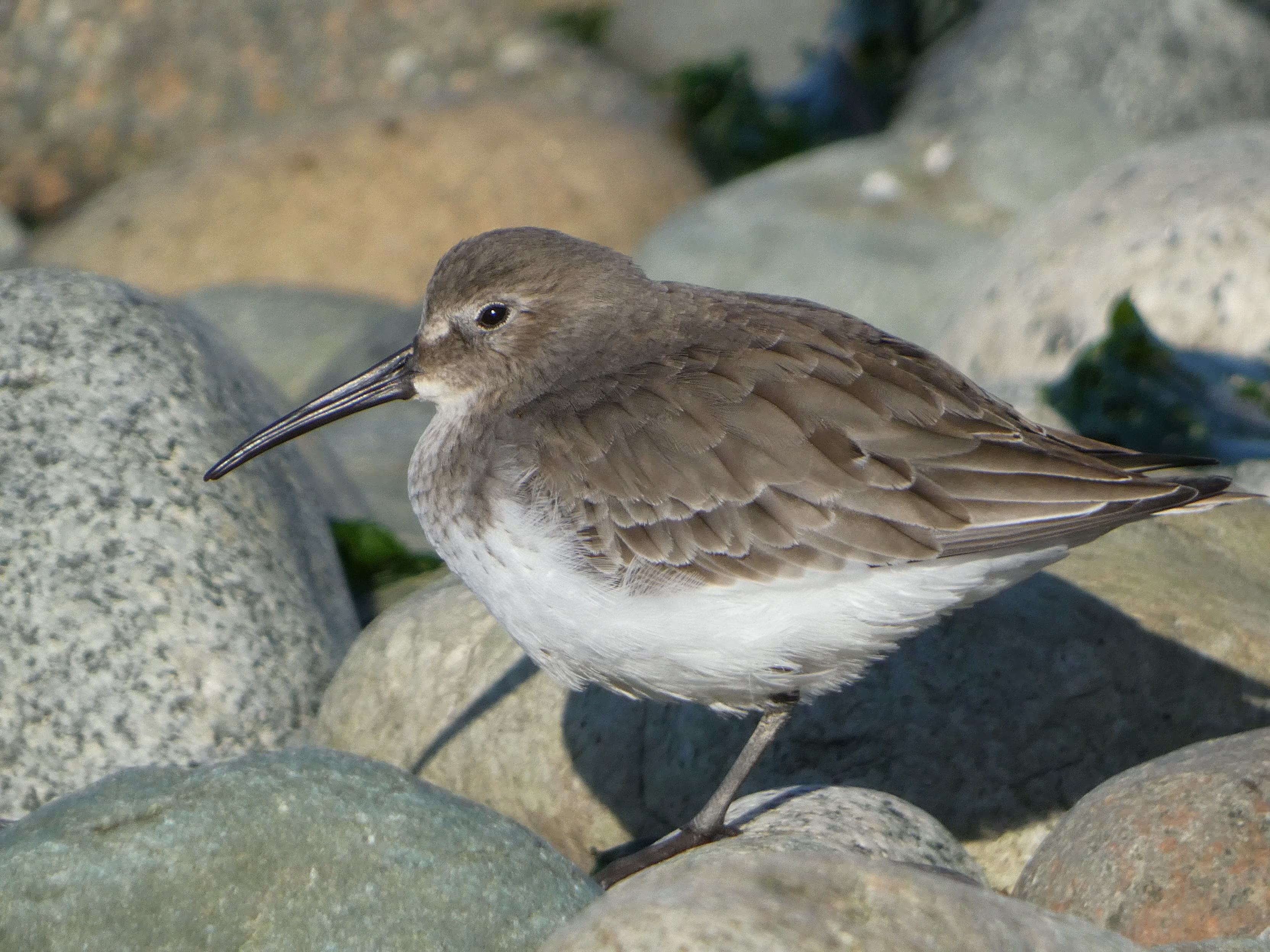 Dunlin