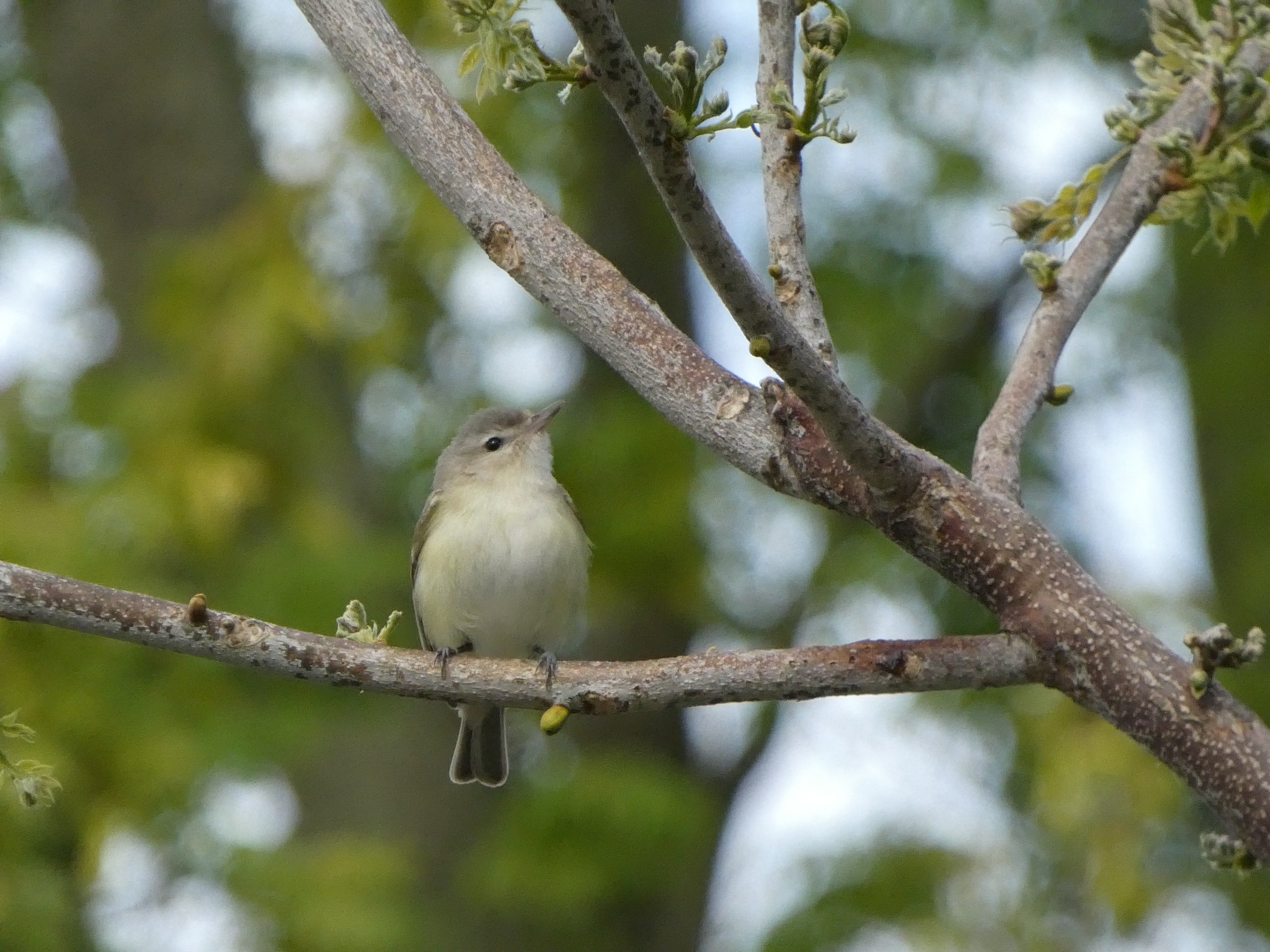 Eastern Warbling Vireo