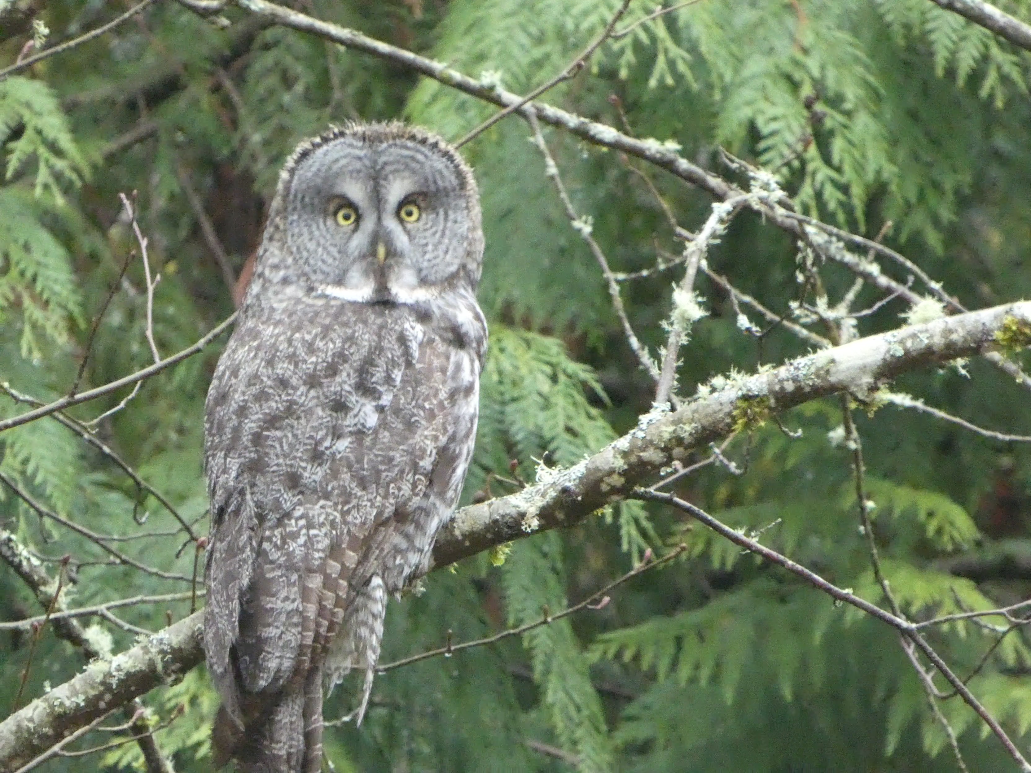 Great Gray Owl