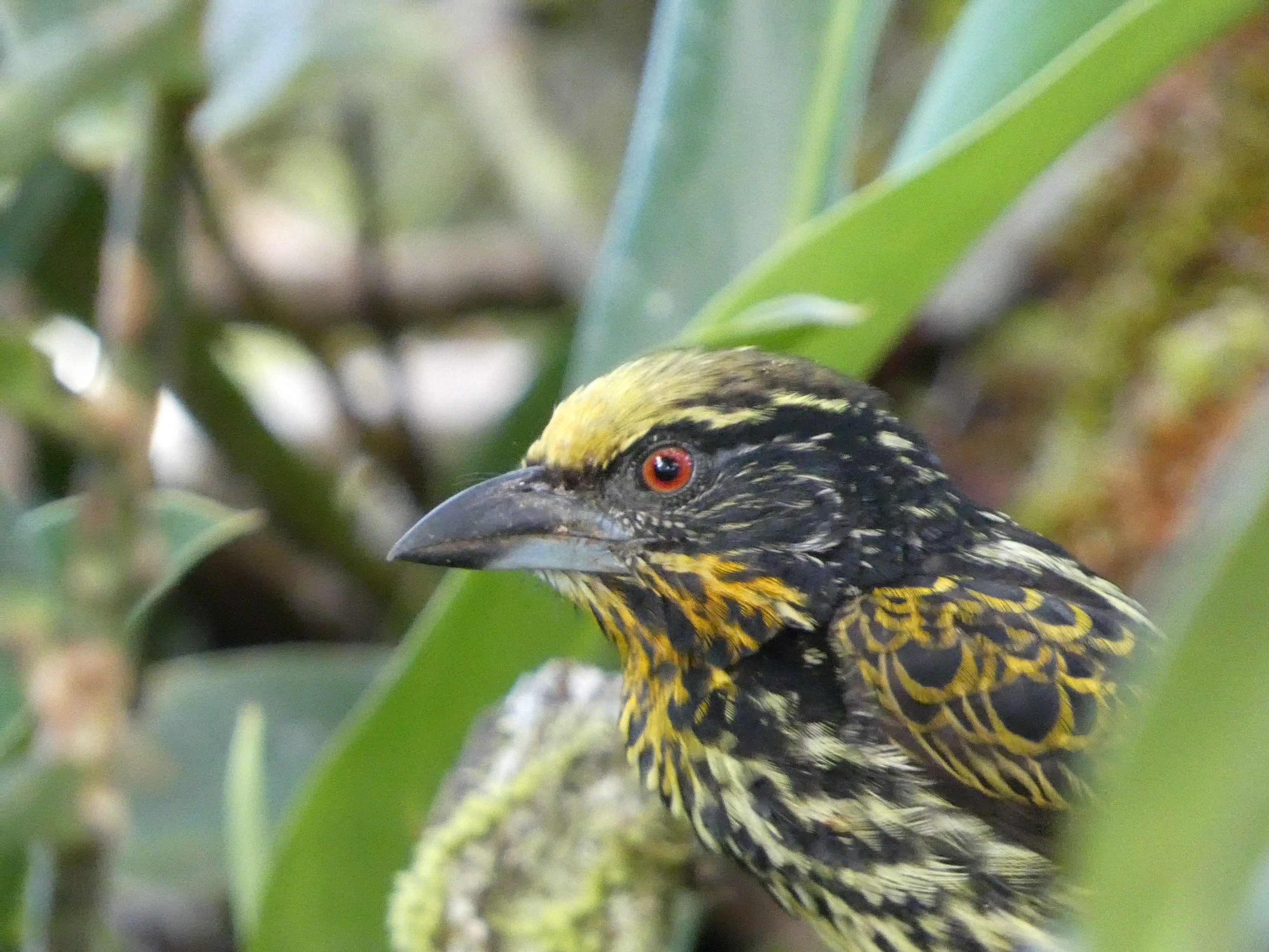 Gilded Barbet