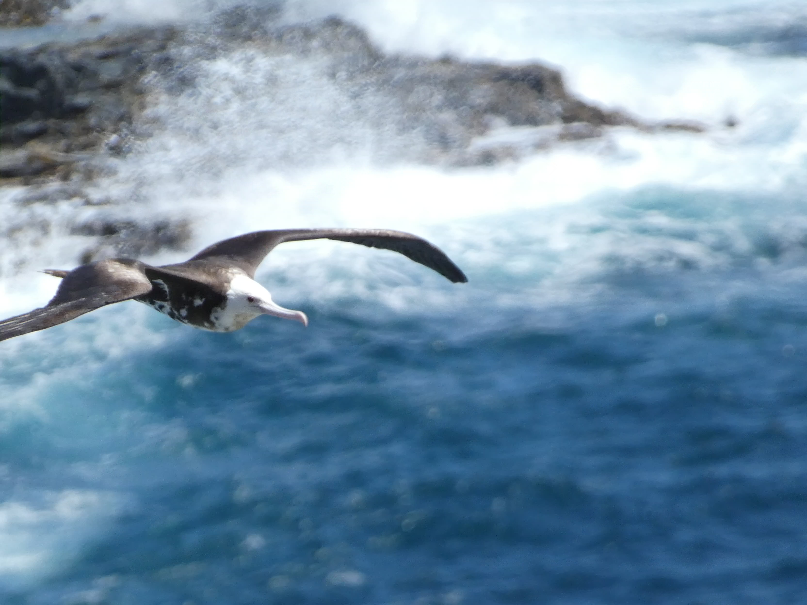 Great Frigatebird
