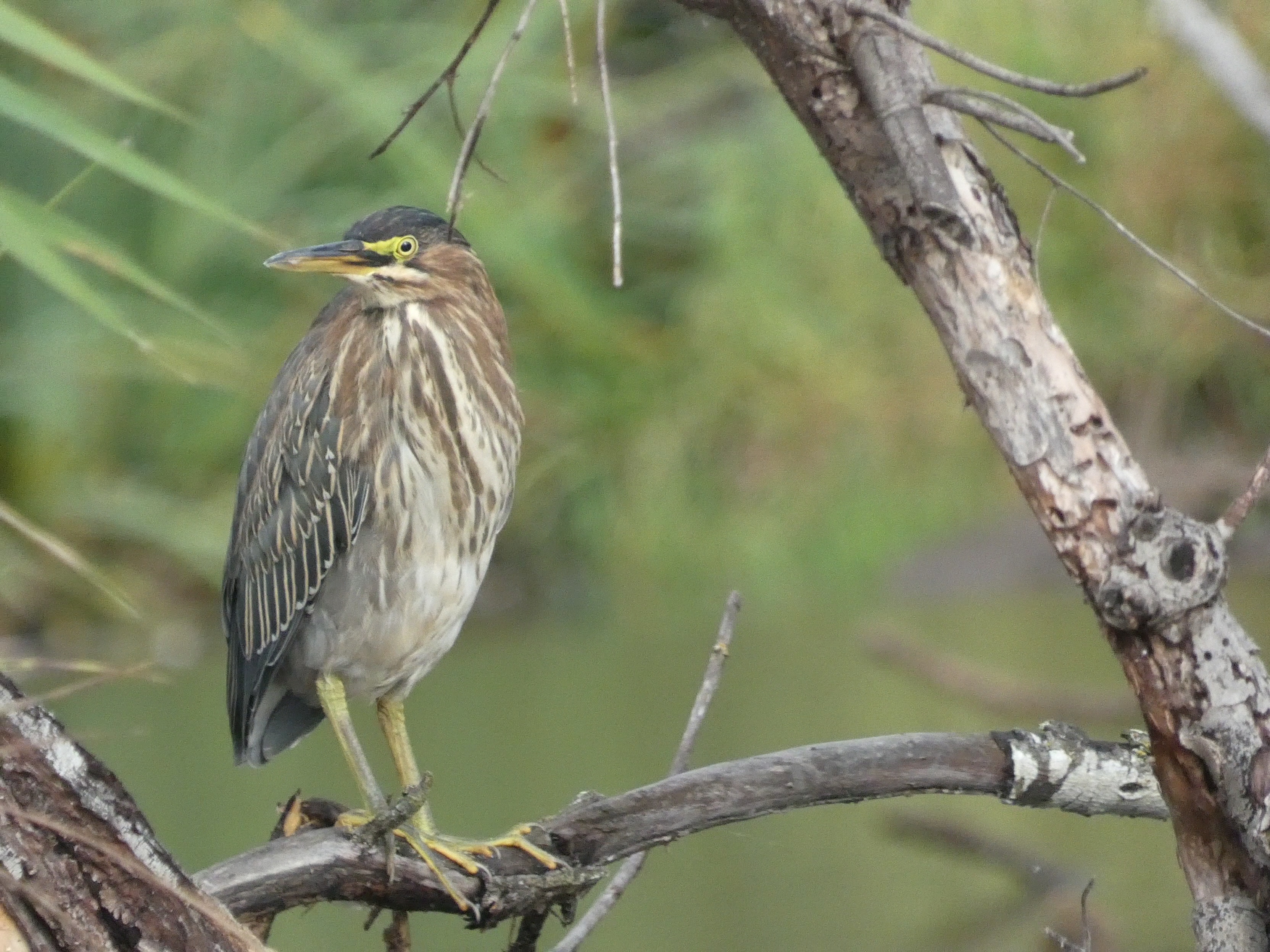 Green Heron