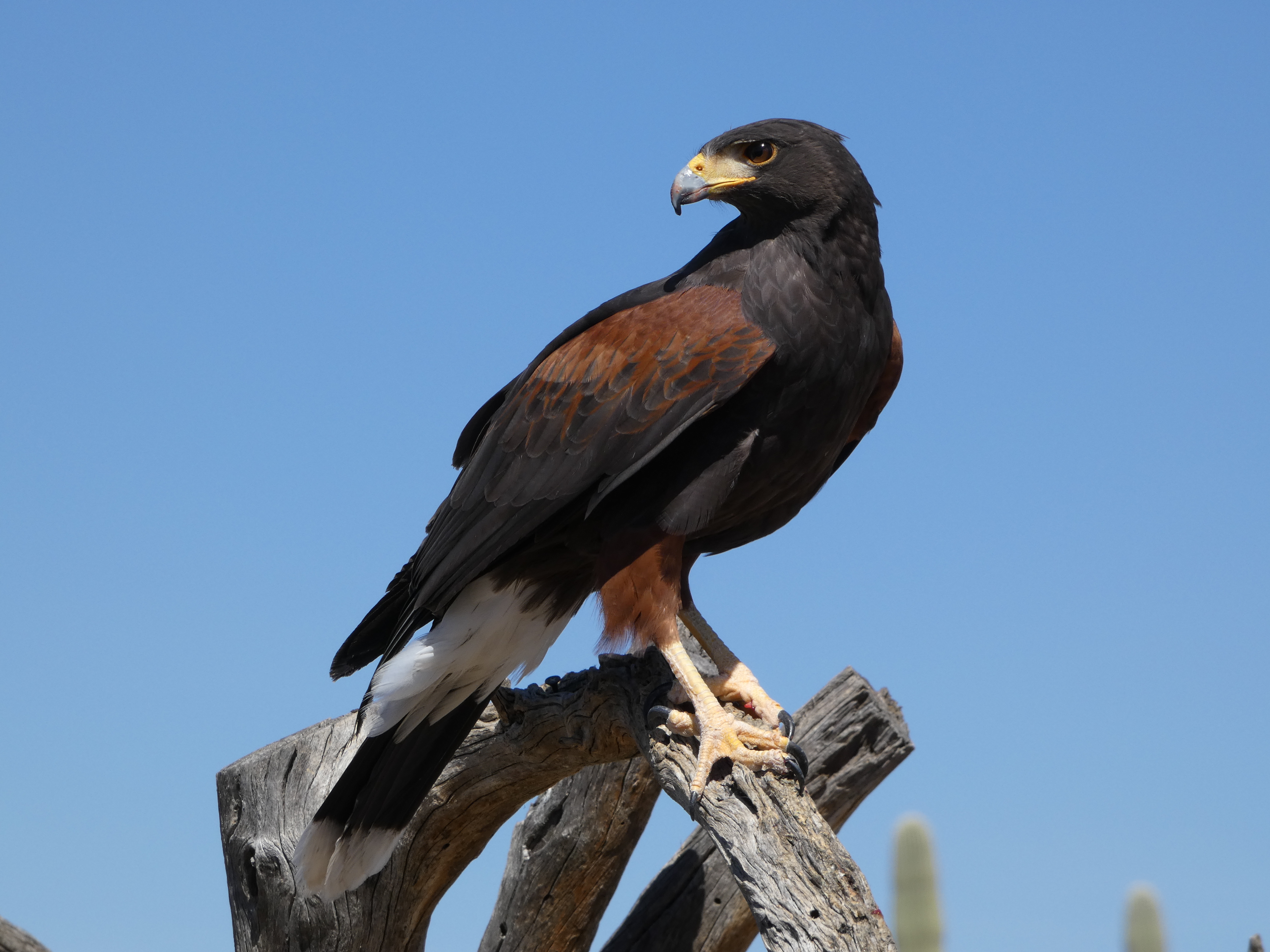 Harris' Hawk