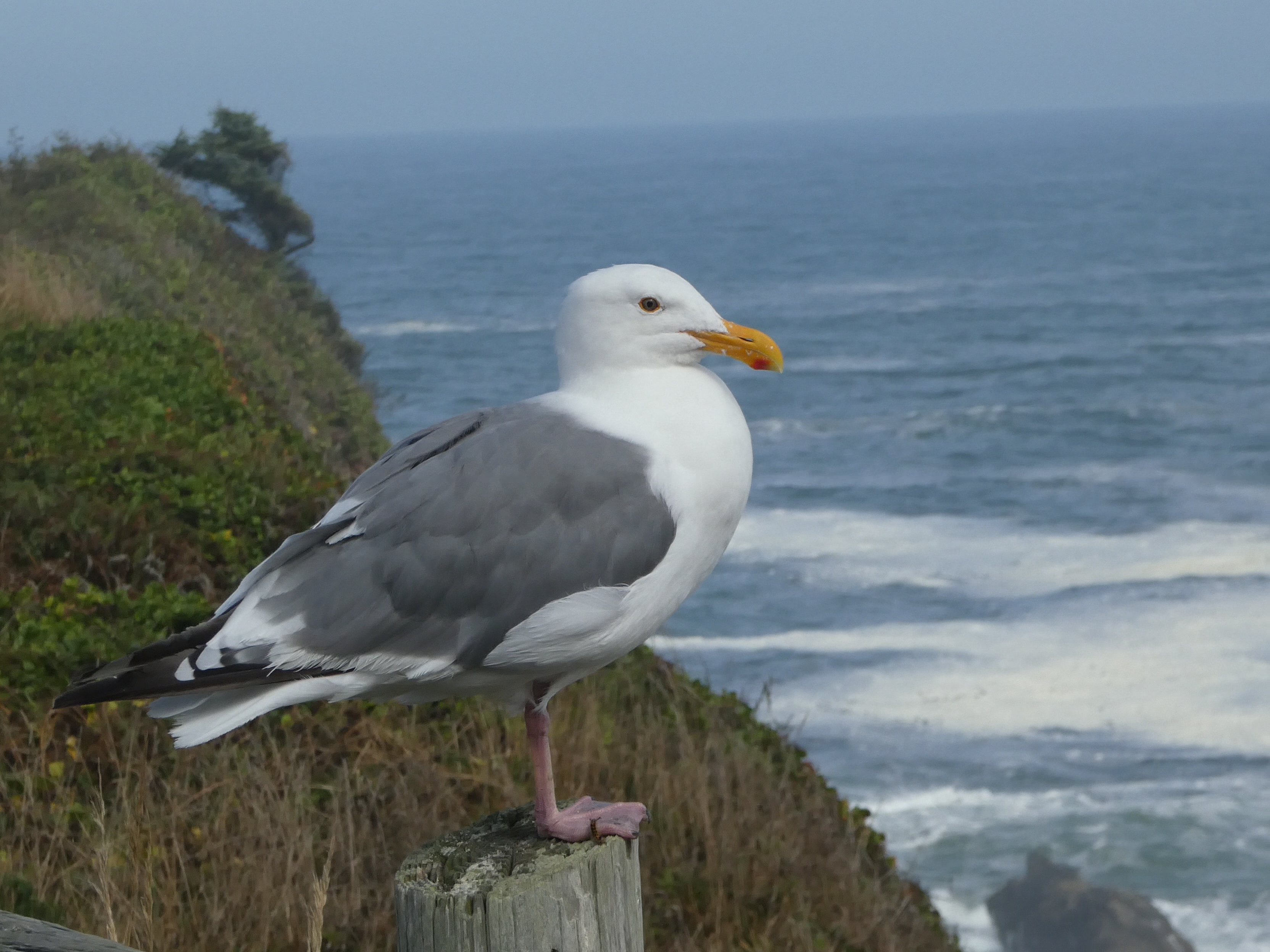 Herring Gull