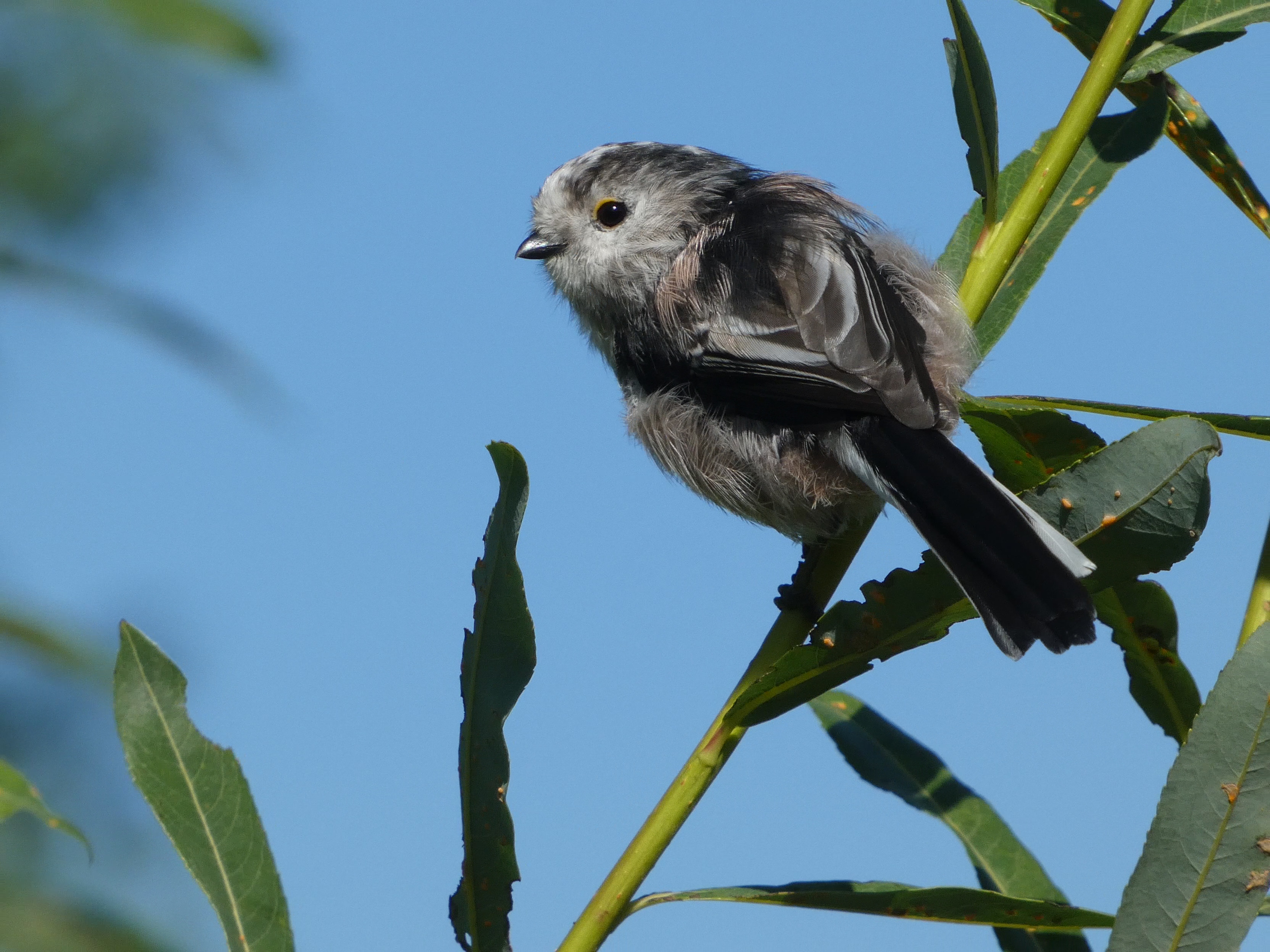 Long-tailed Tit