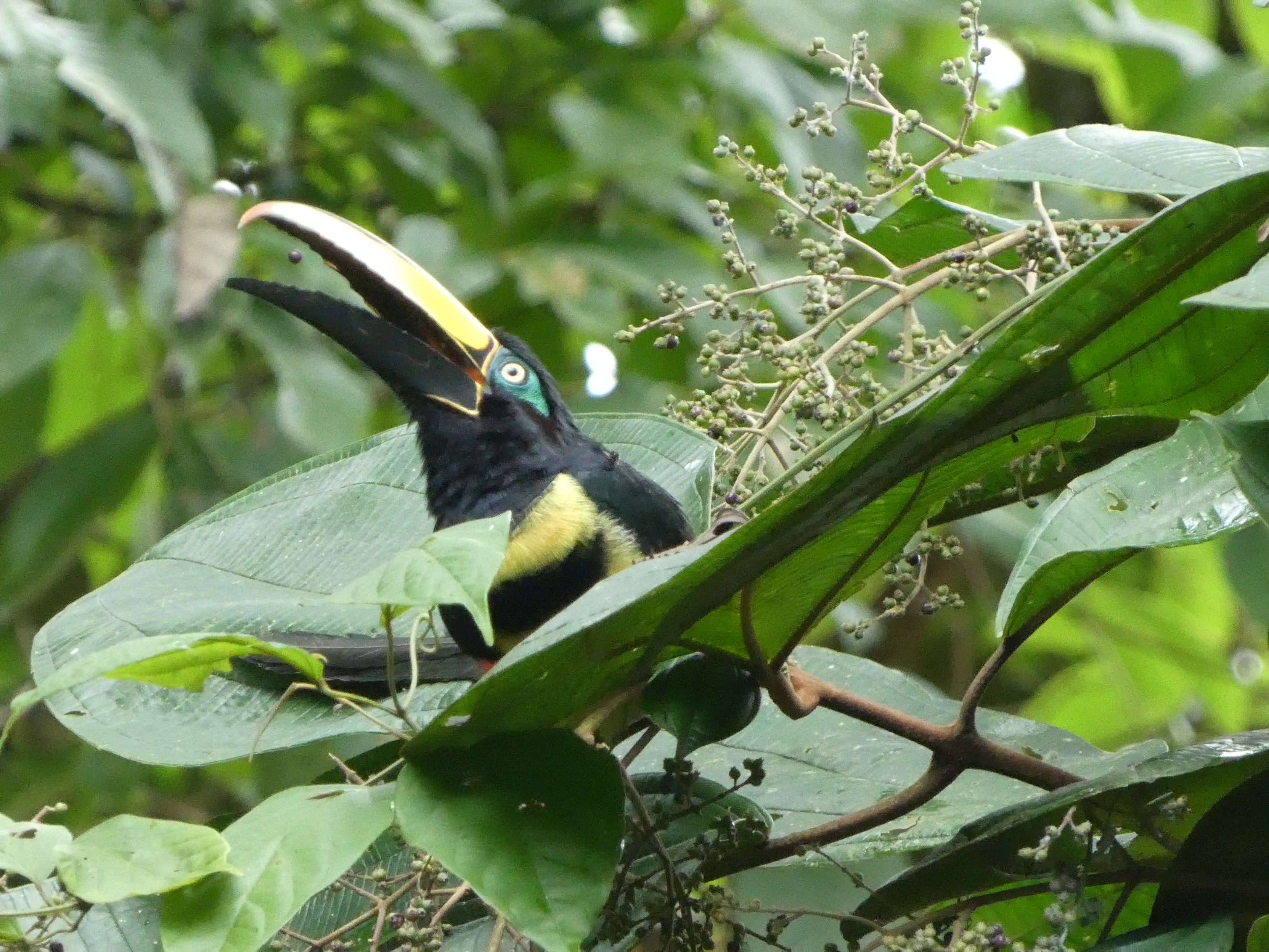 Many-banded Aracari