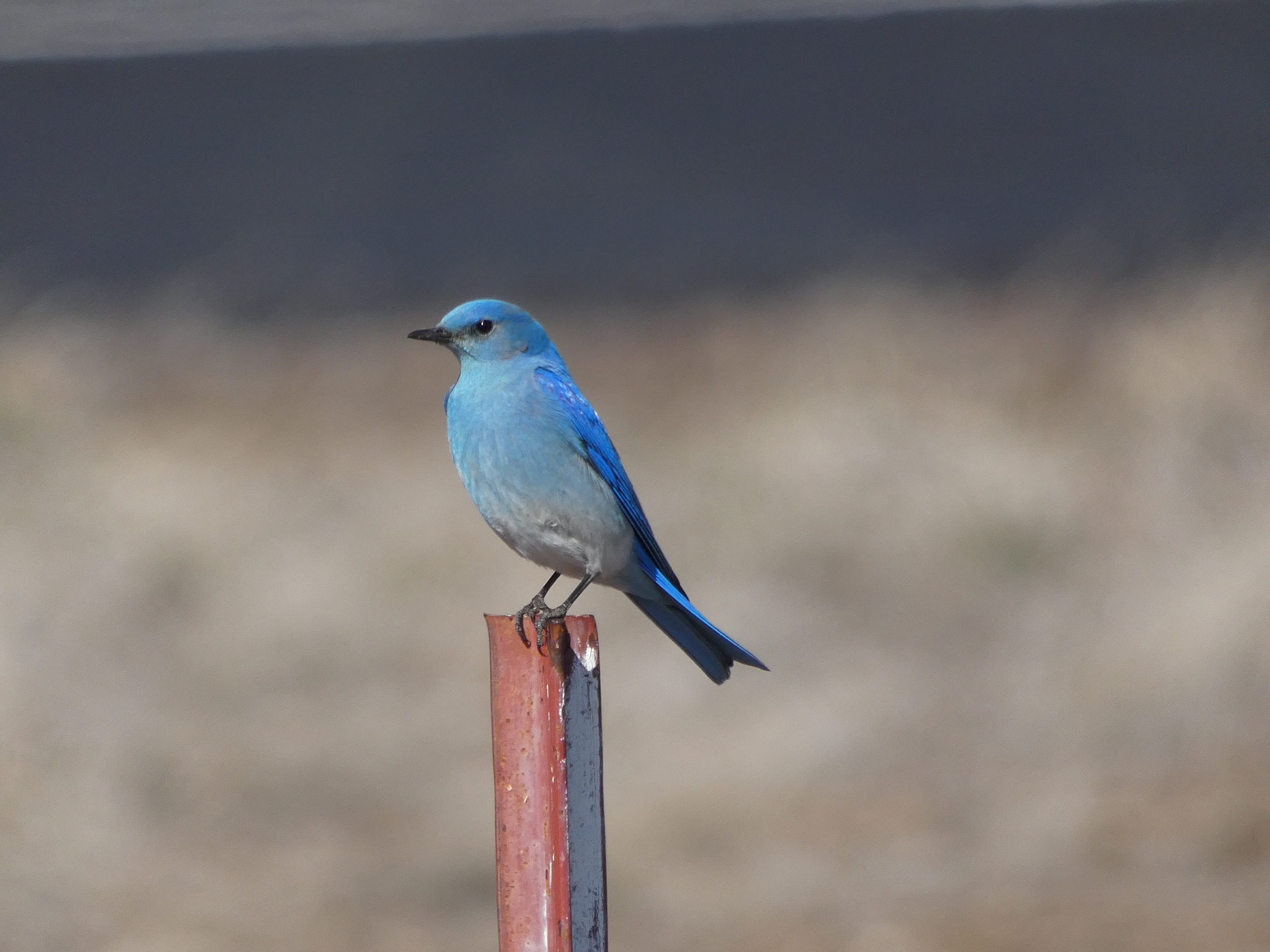 Mountain Bluebird
