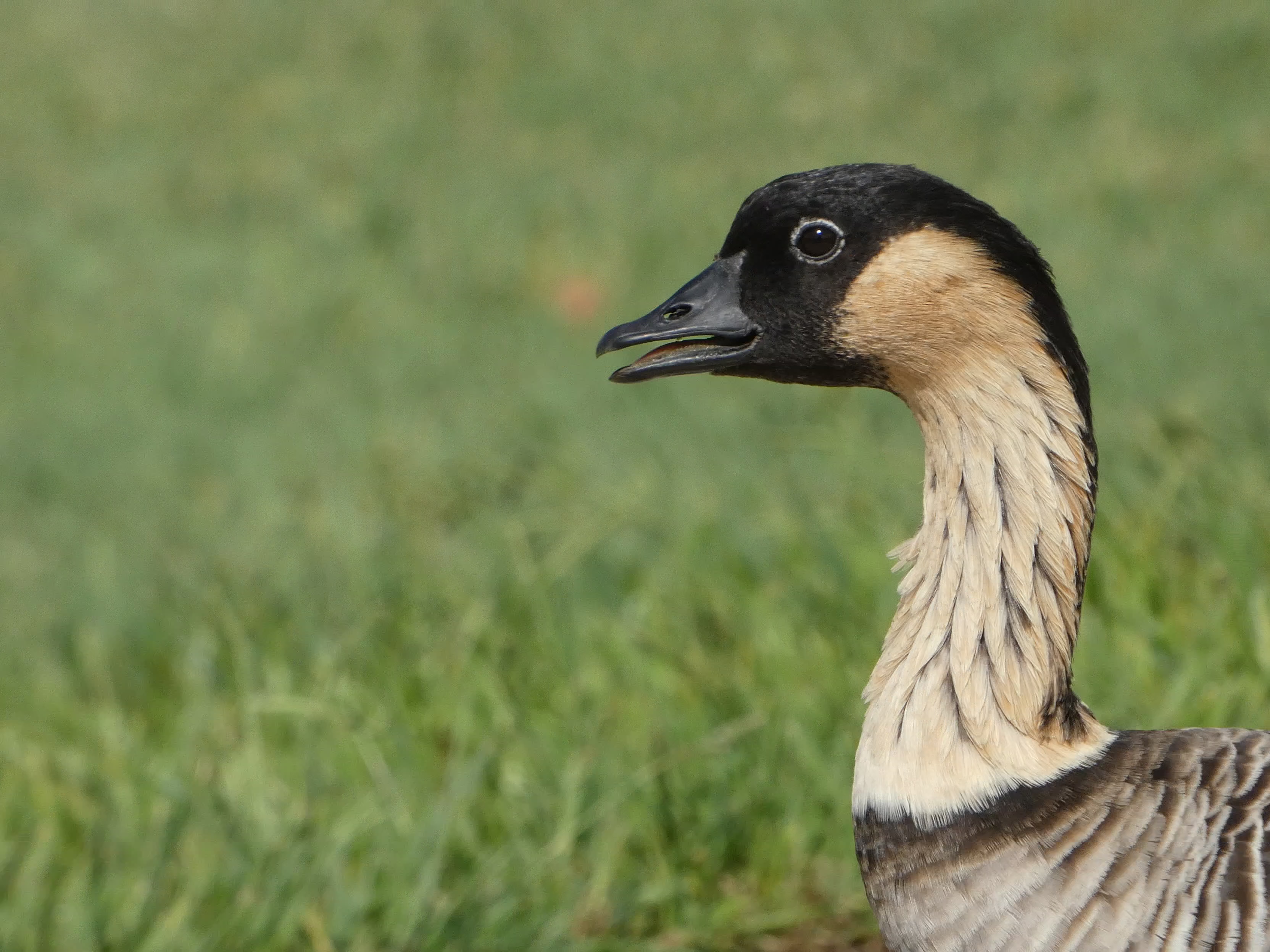 Nene (Hawaiian Goose)