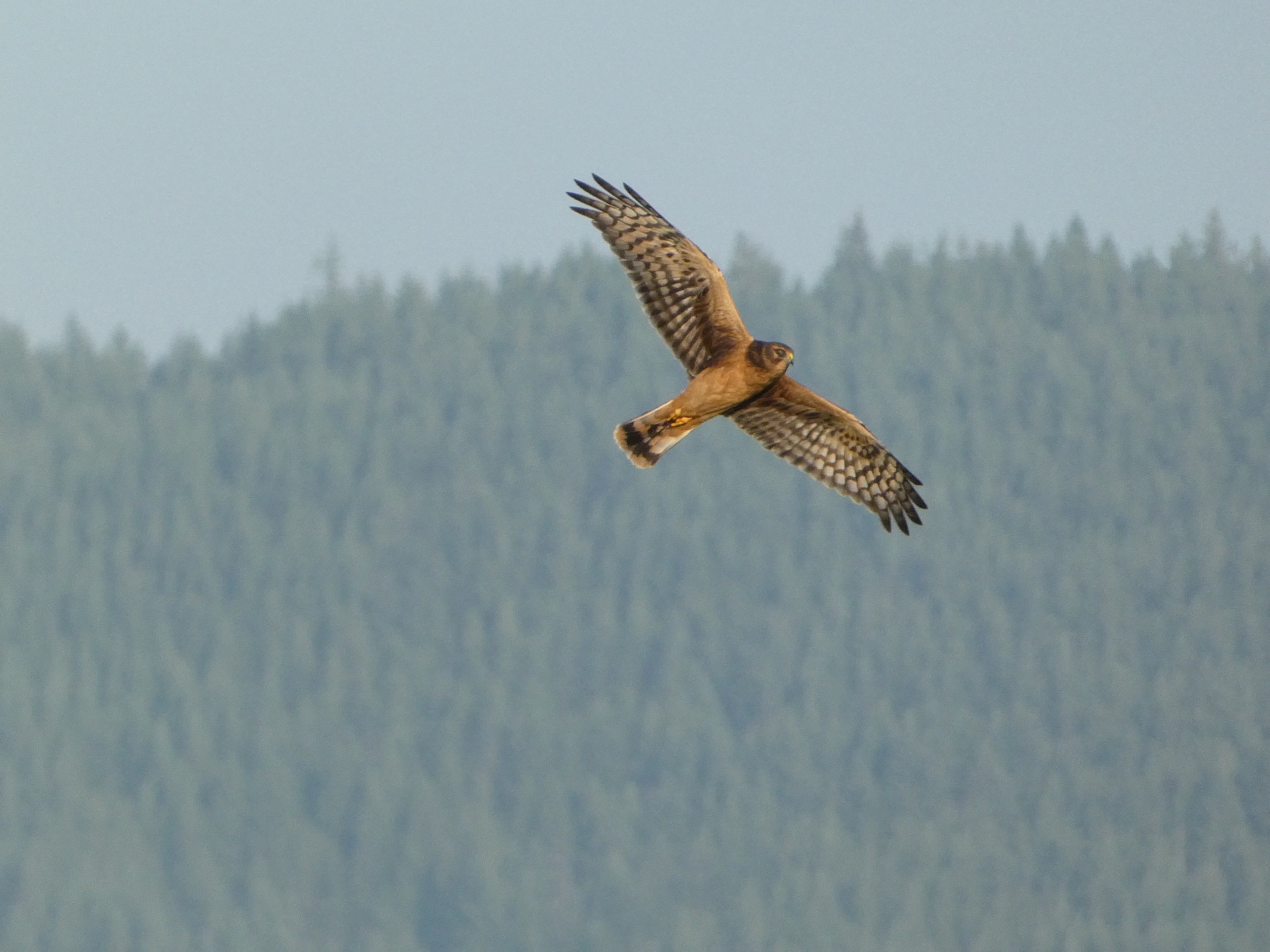 Northern Harrier