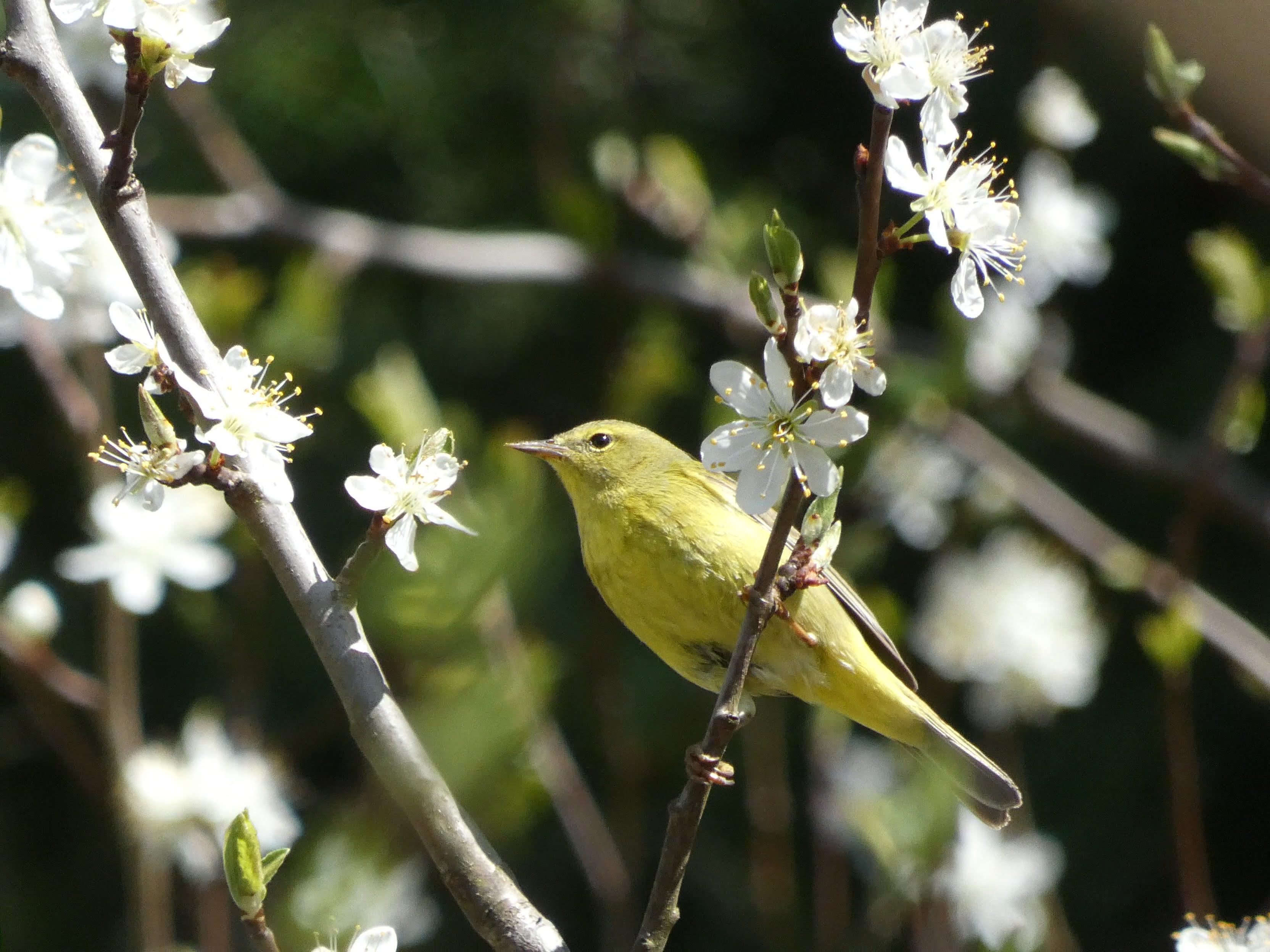 Orange-crowned Warbler