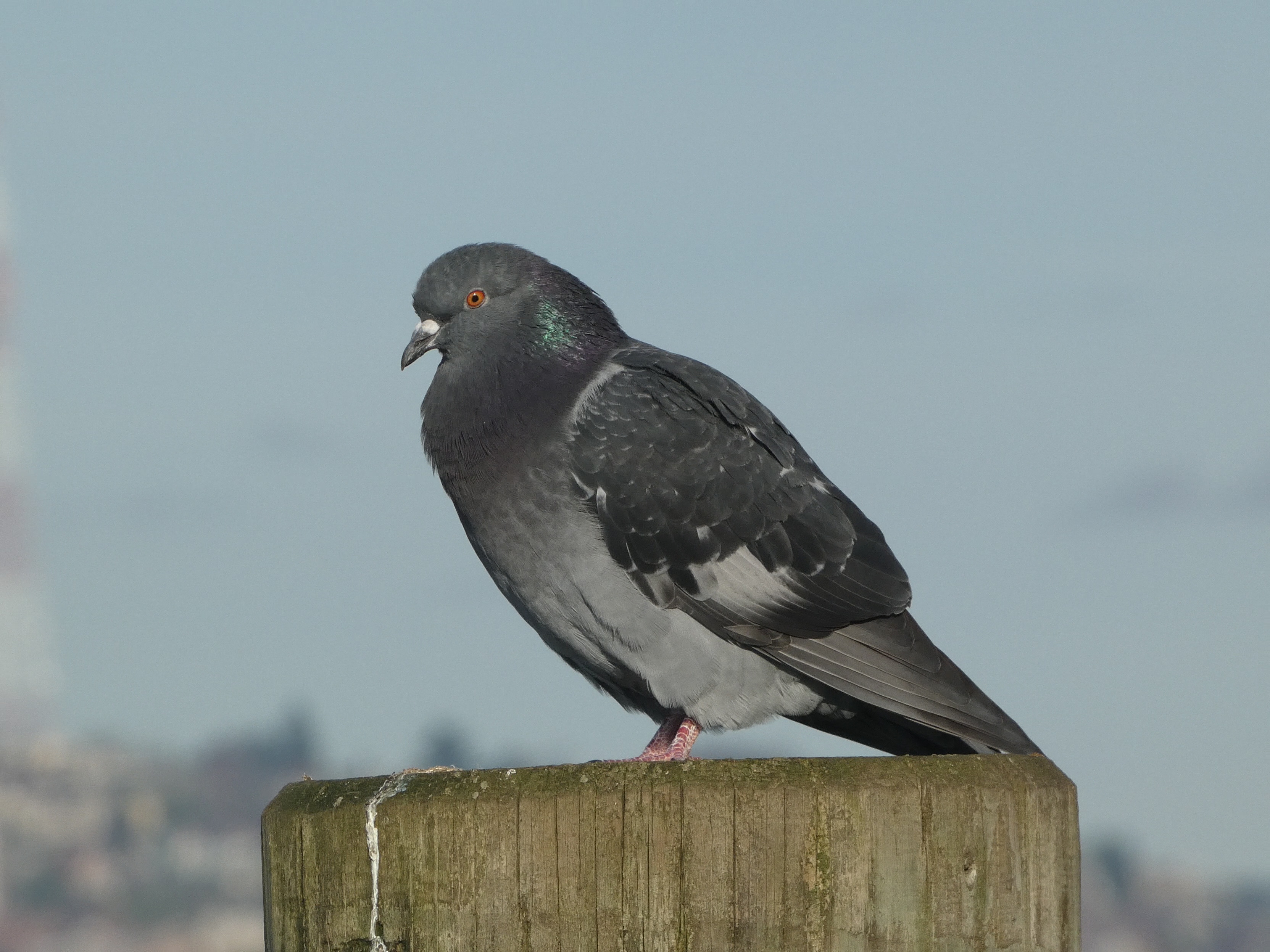 Rock Pigeon