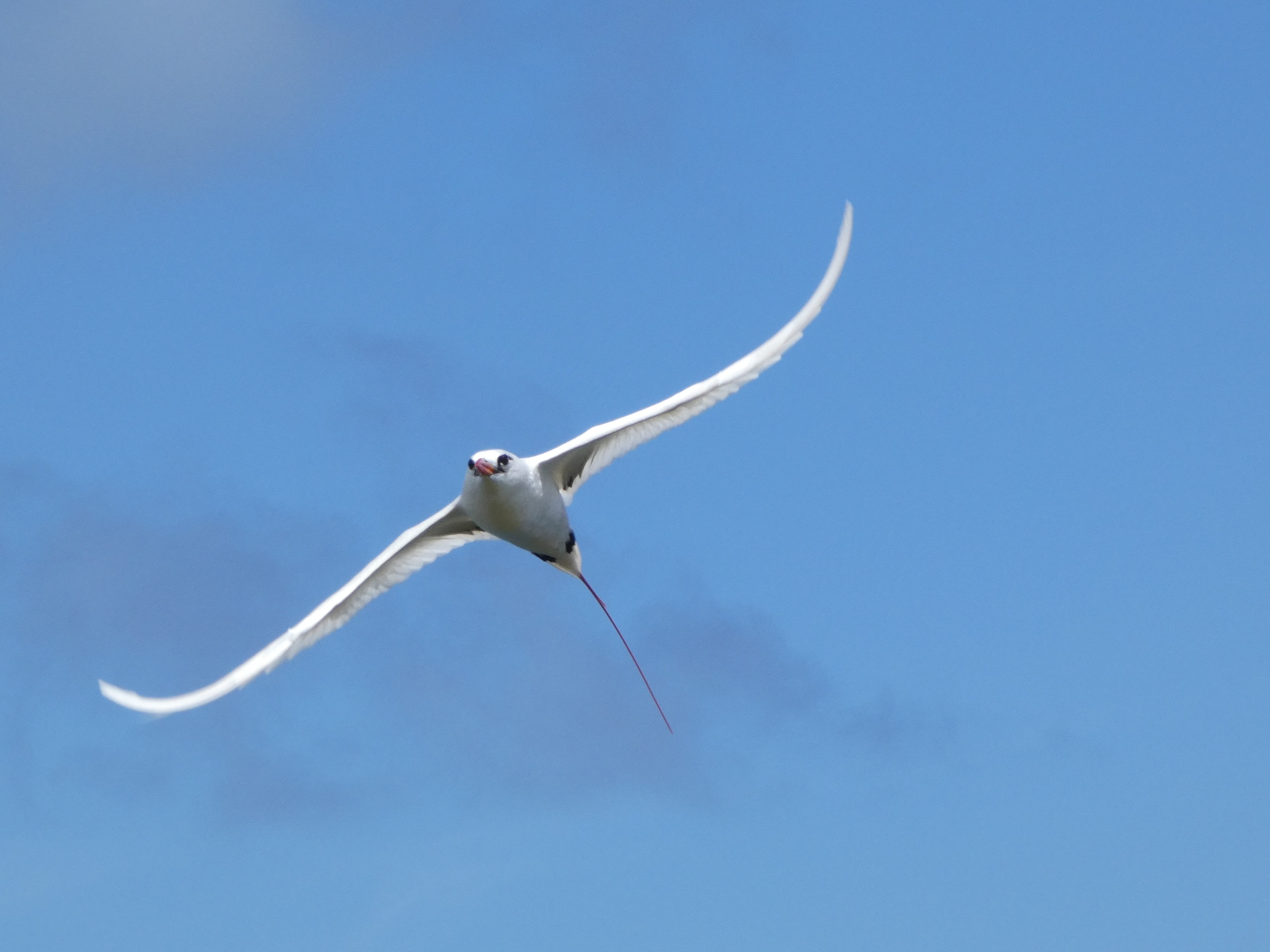 Red-tailed Tropicbird