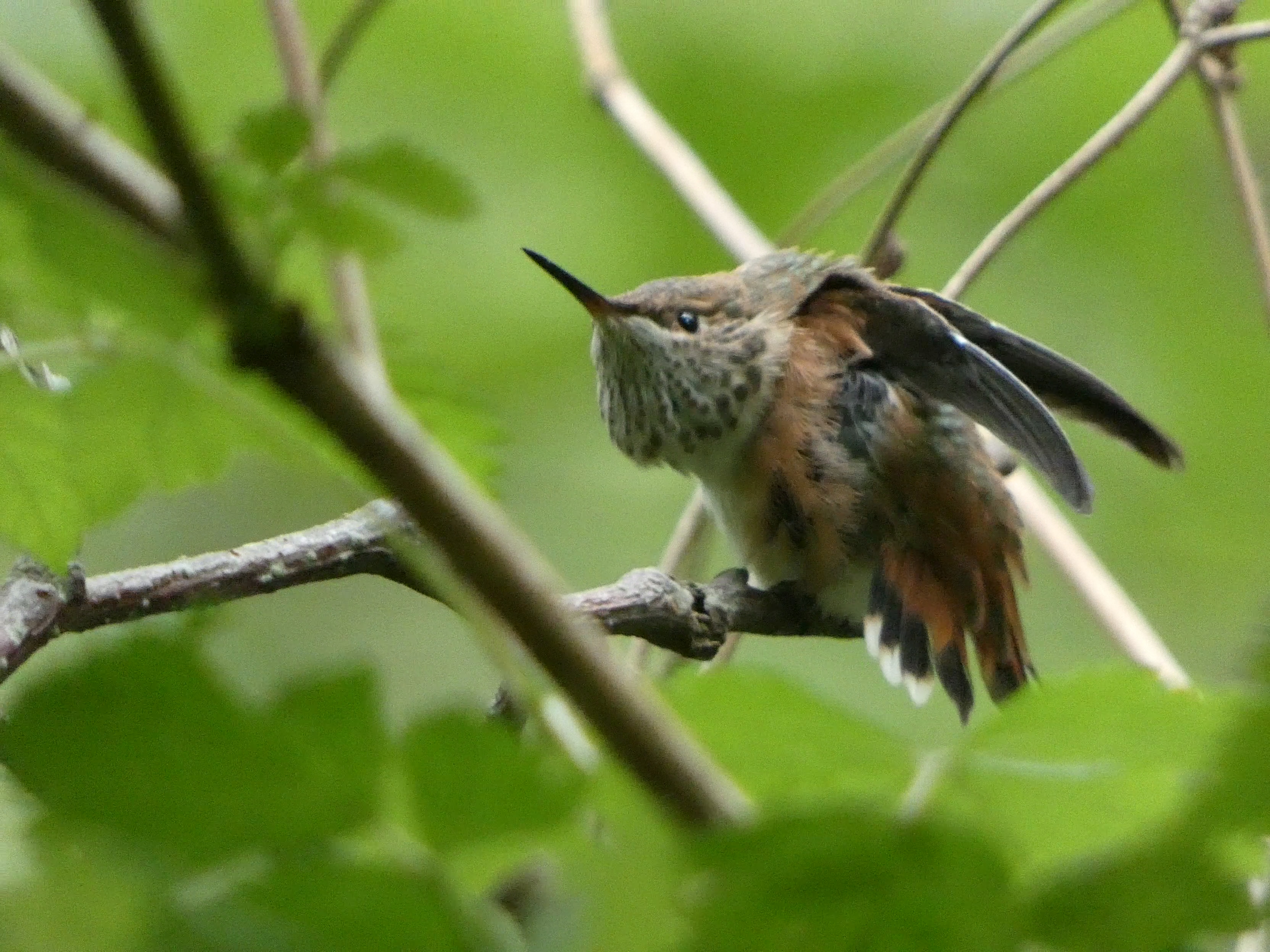  Rufous Hummingbird
