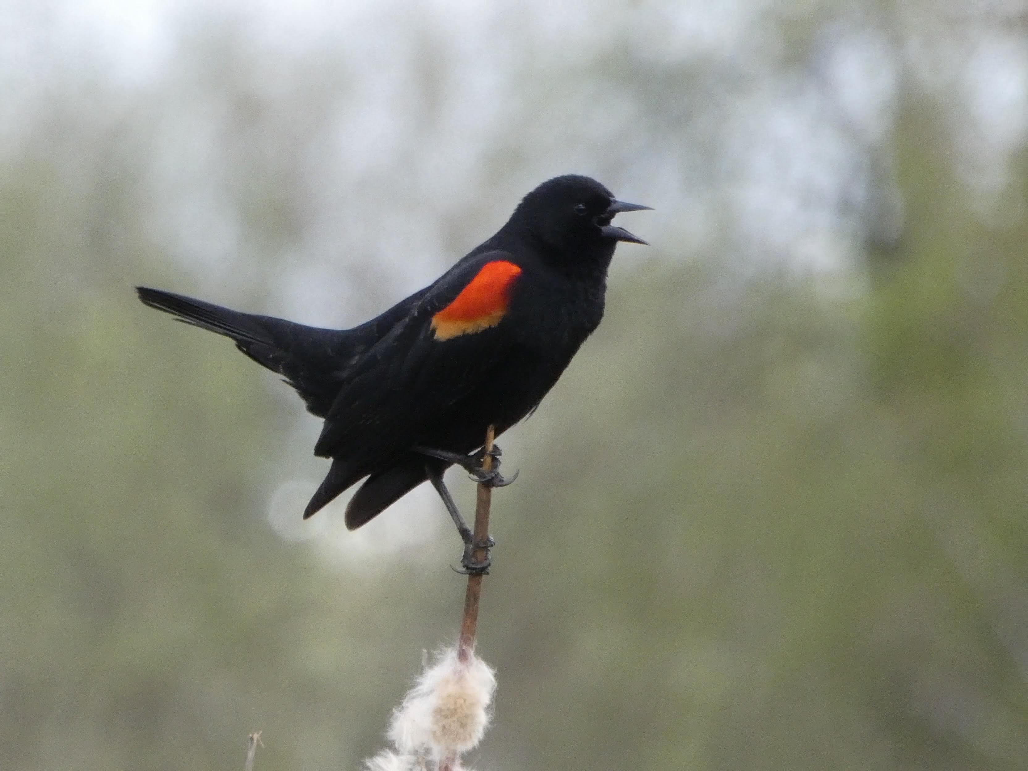Red-winged Blackbird
