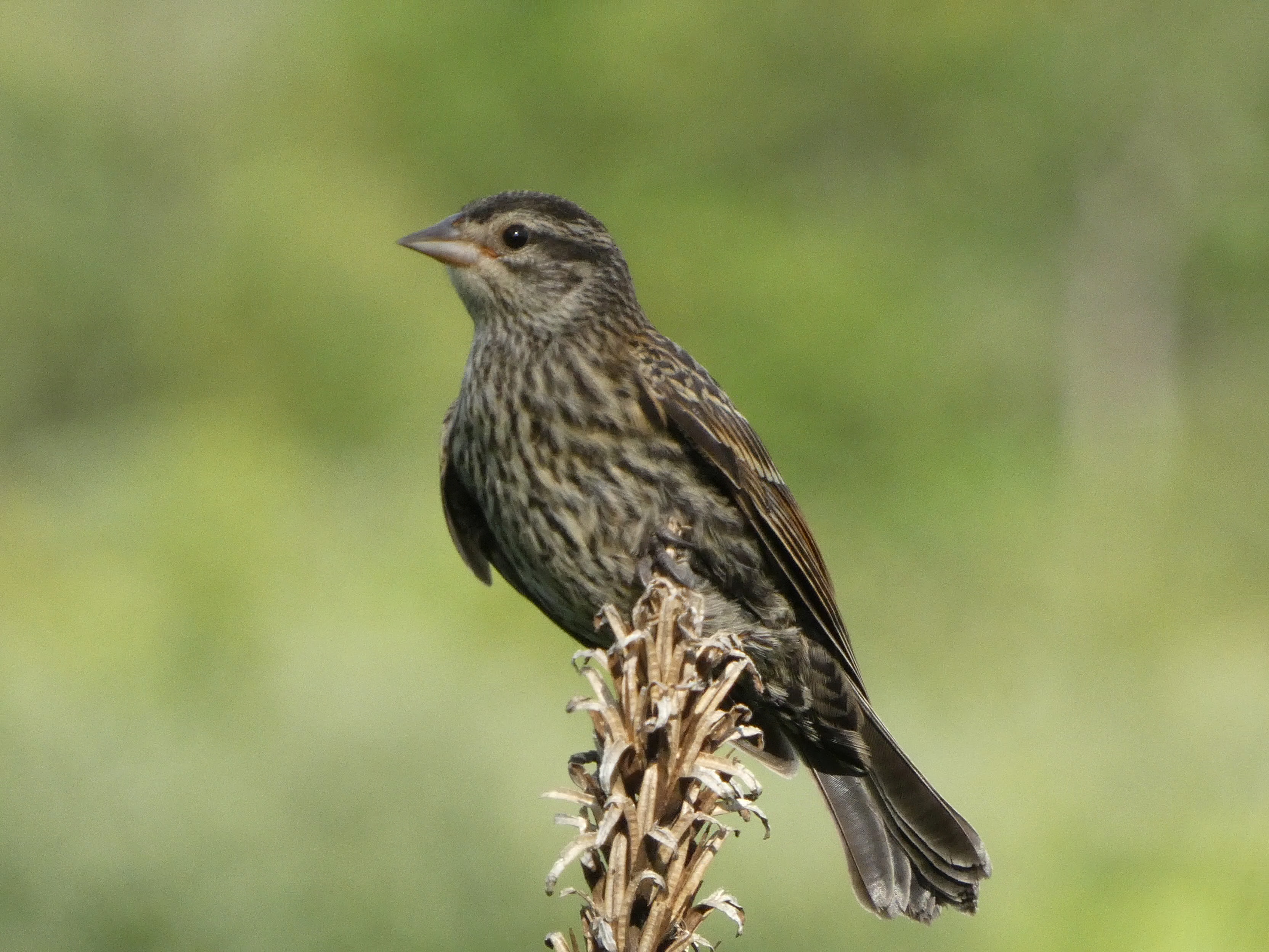 Red-winged Blackbird