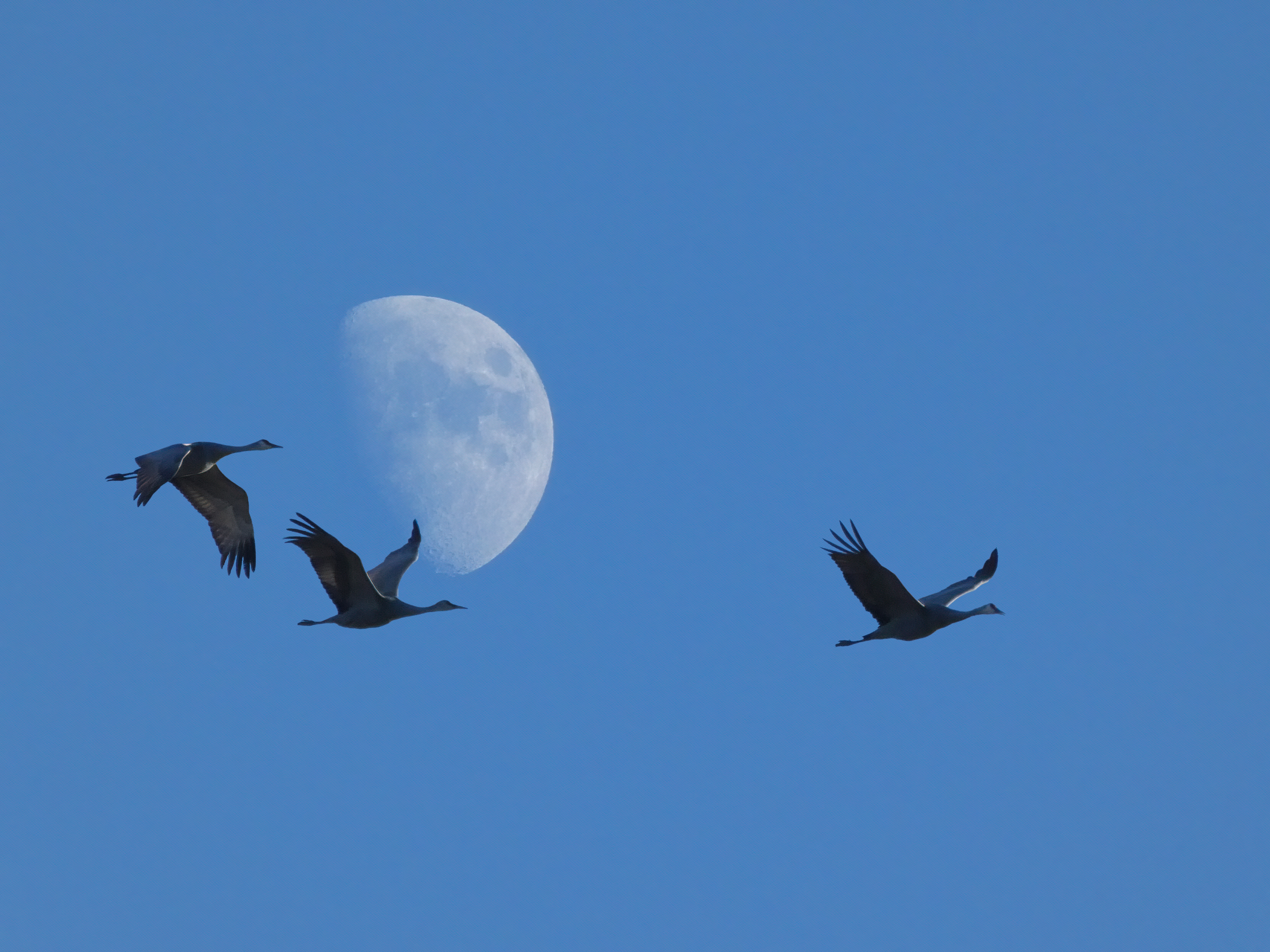 Sandhill Crane