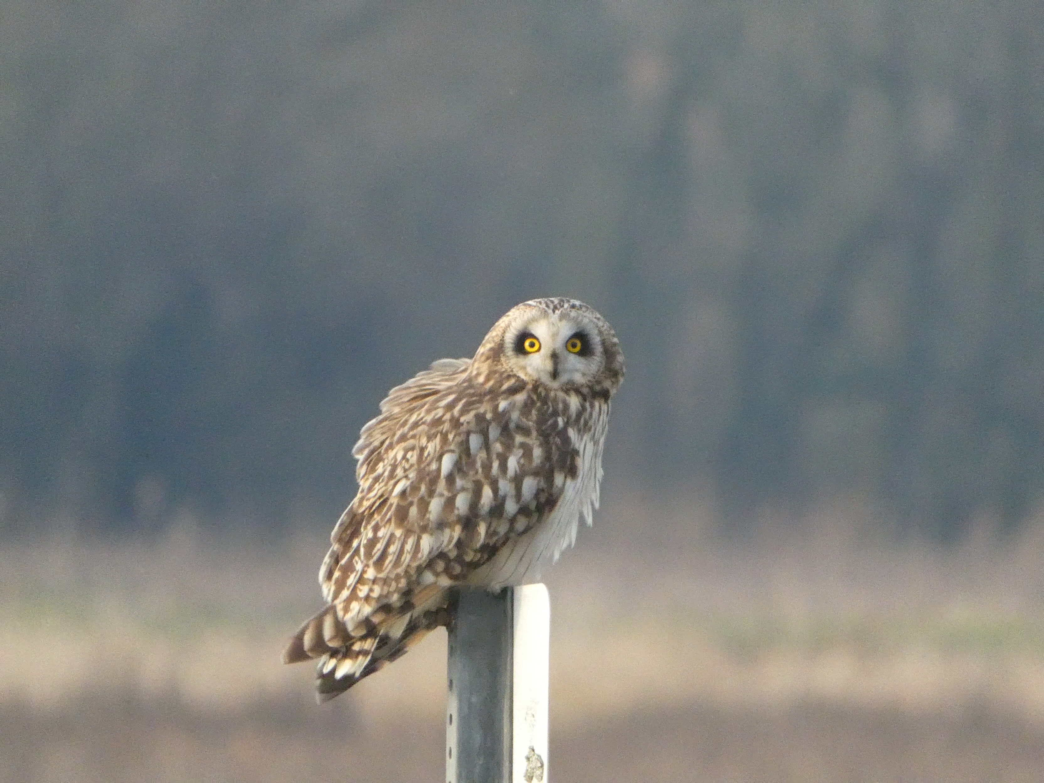 Short-eared Owl