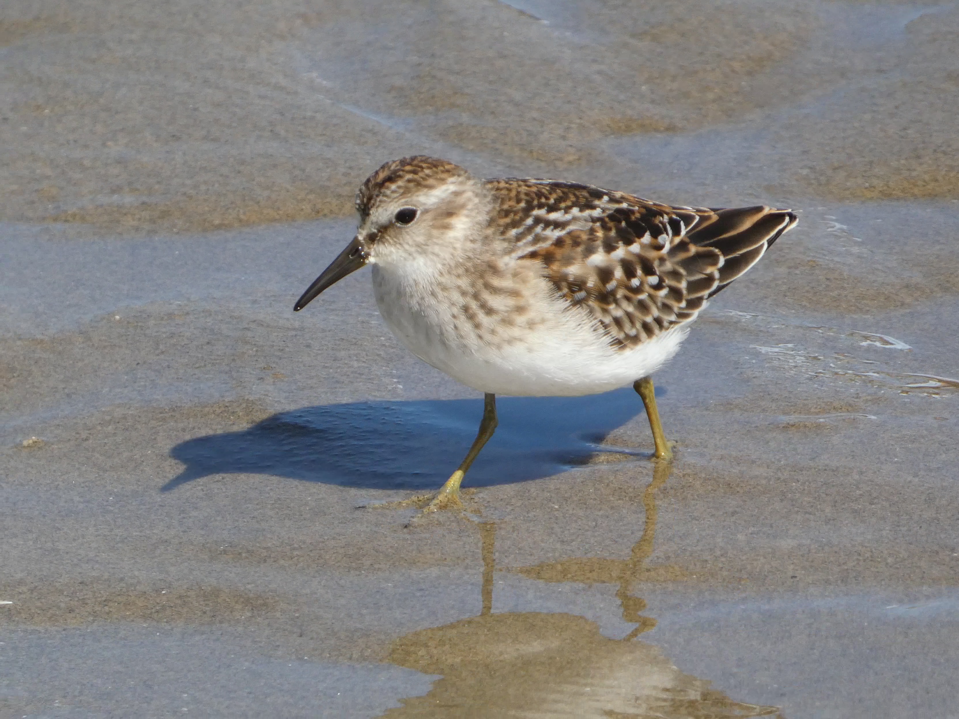 Semipalmated Sandpiper