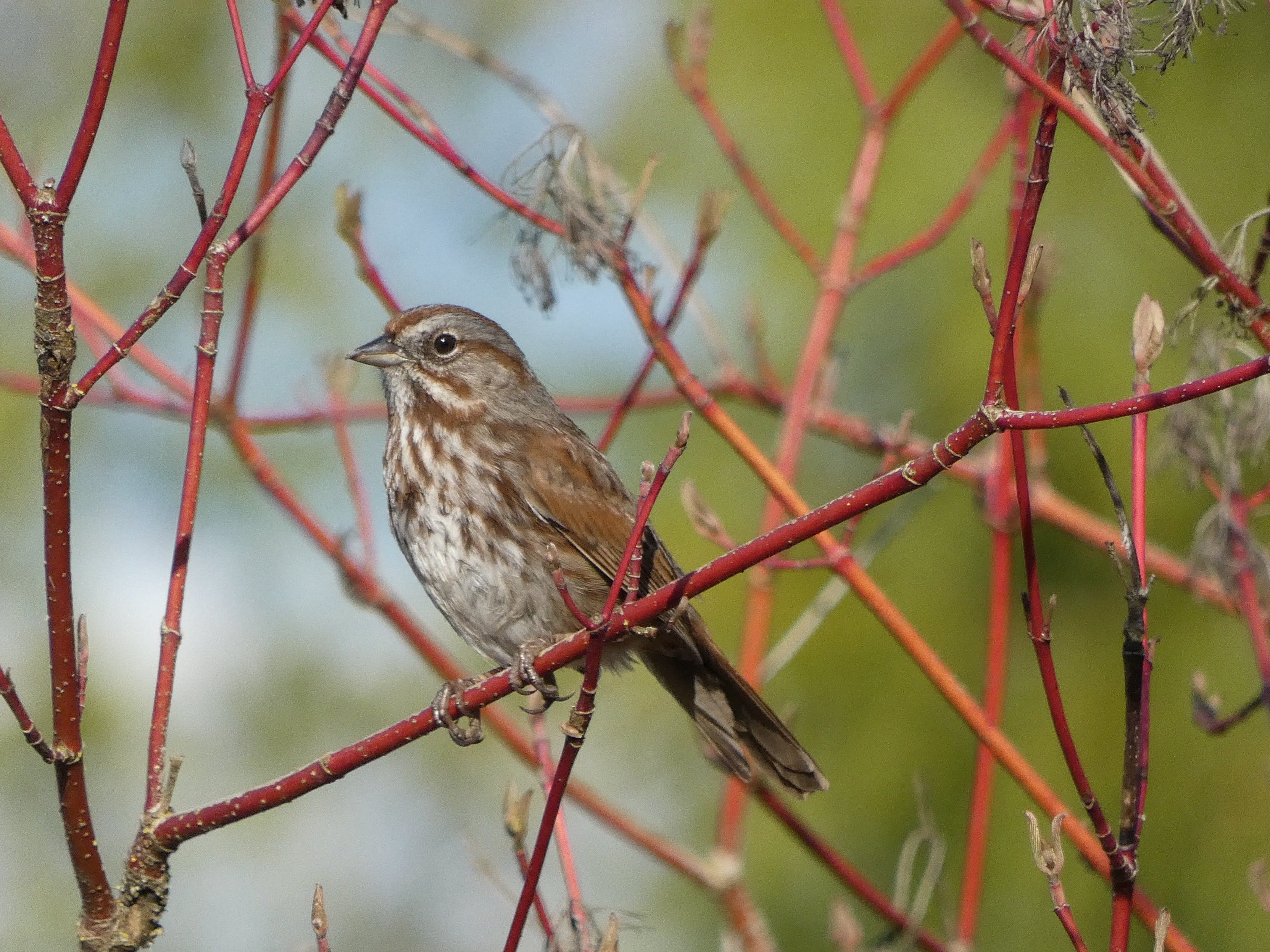 Song Sparrow