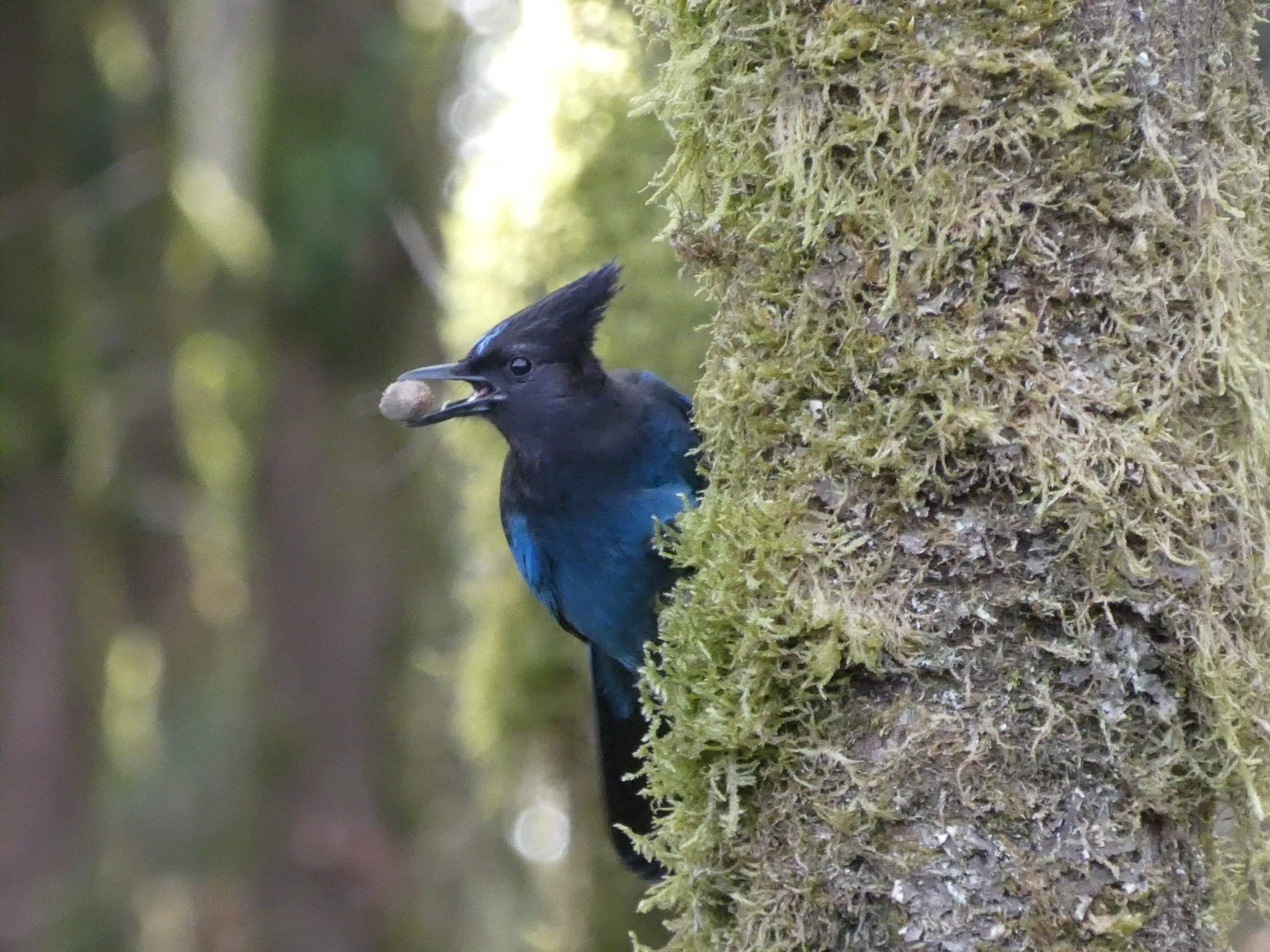 Steller's Jay