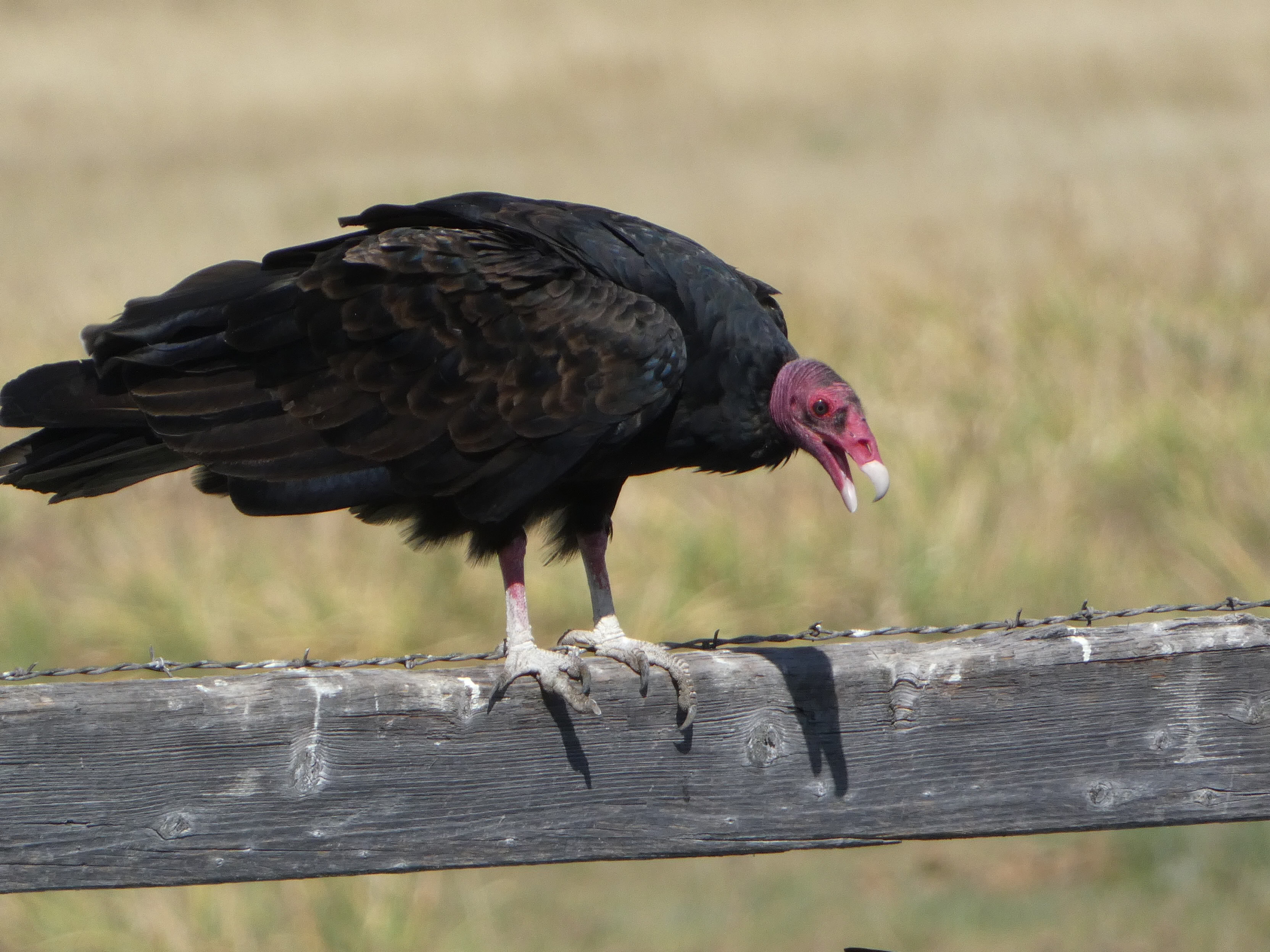Turkey Vulture