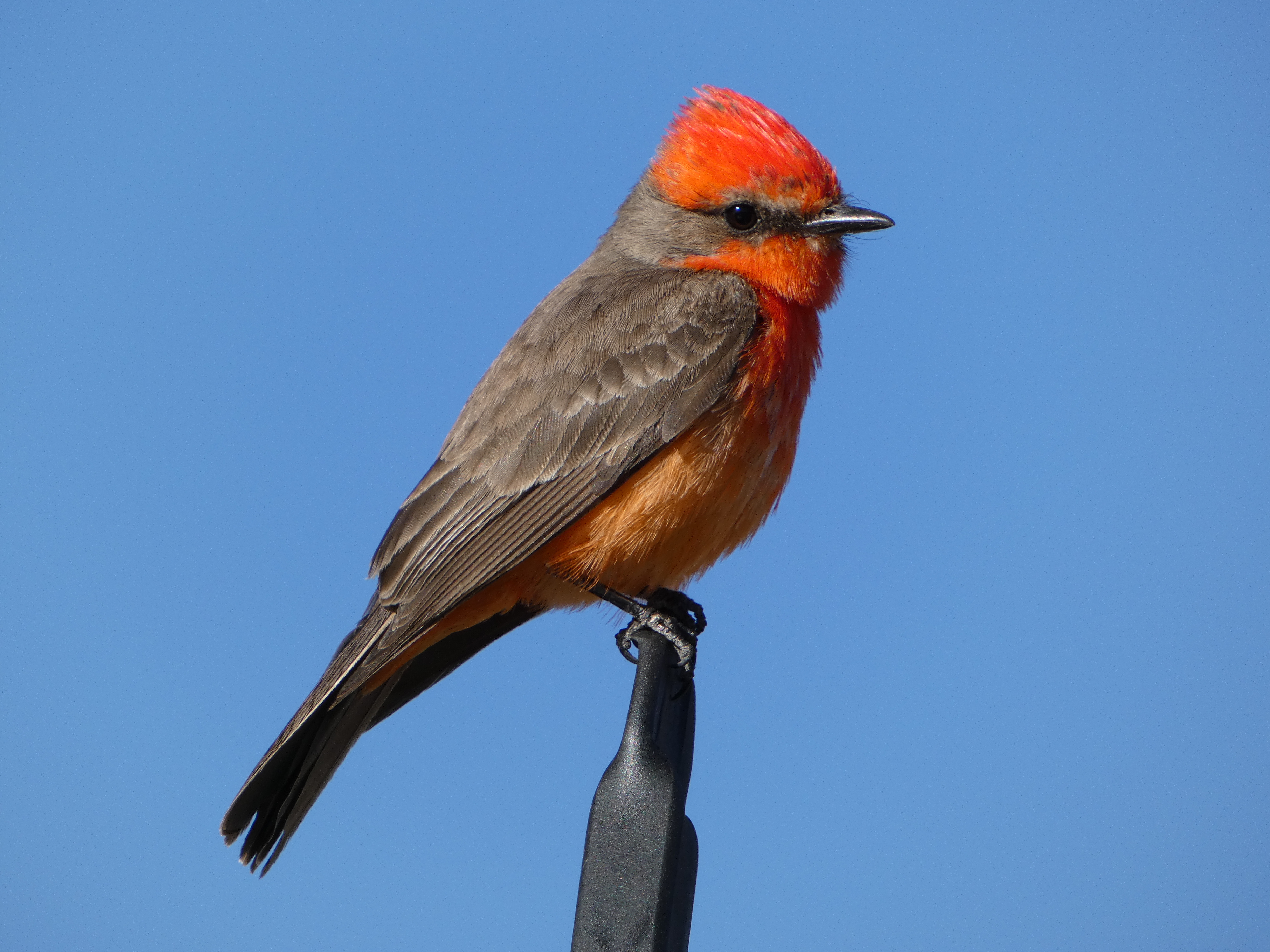 Vermilion Flycatcher