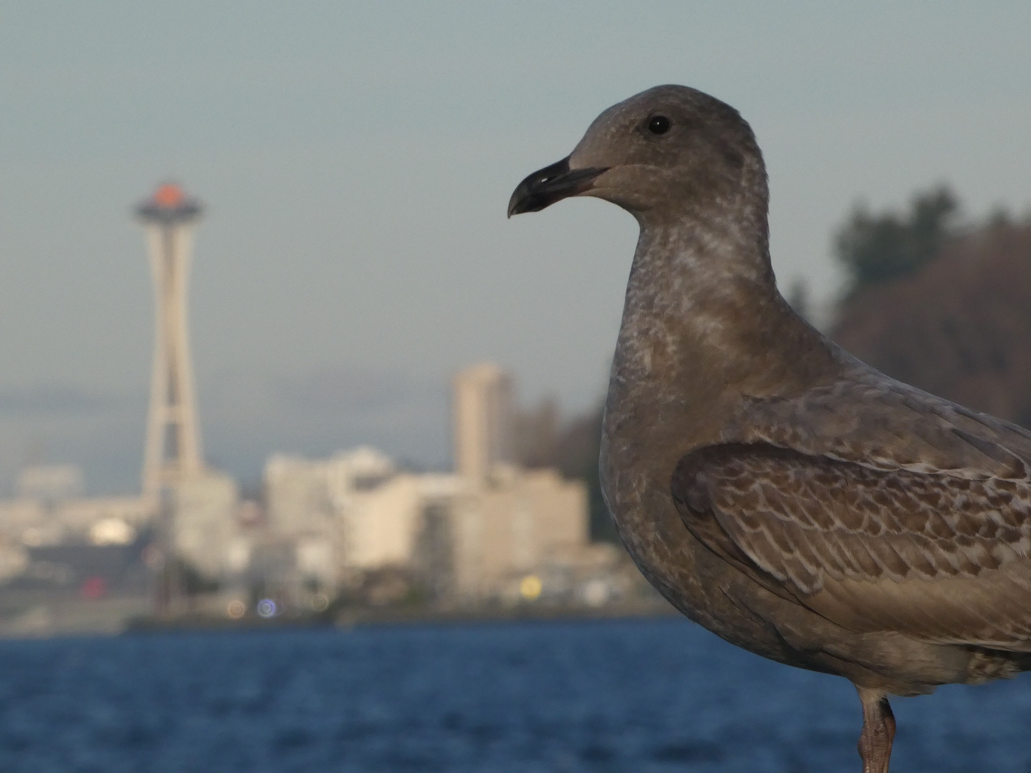 Western Gull