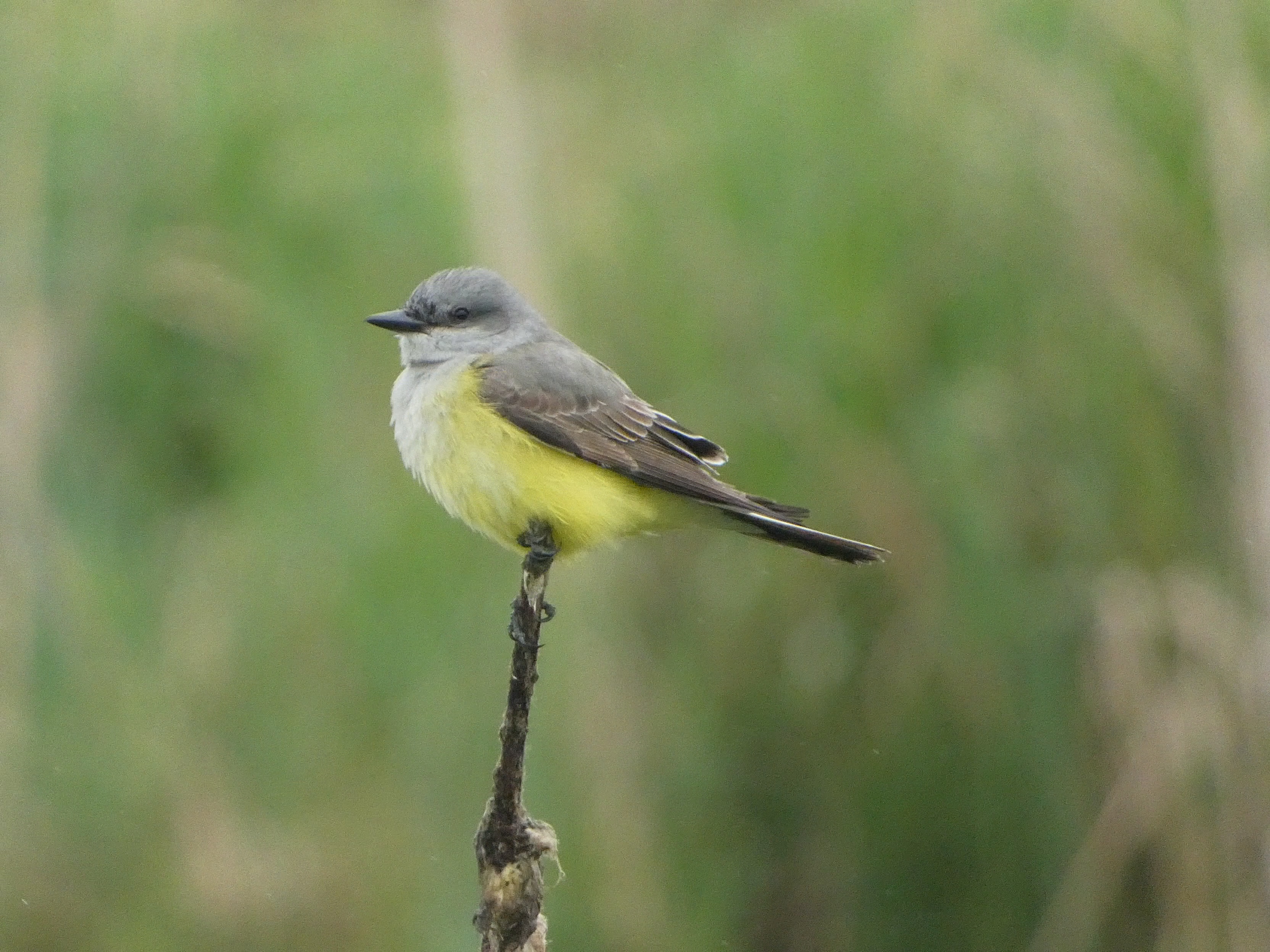Western Kingbird