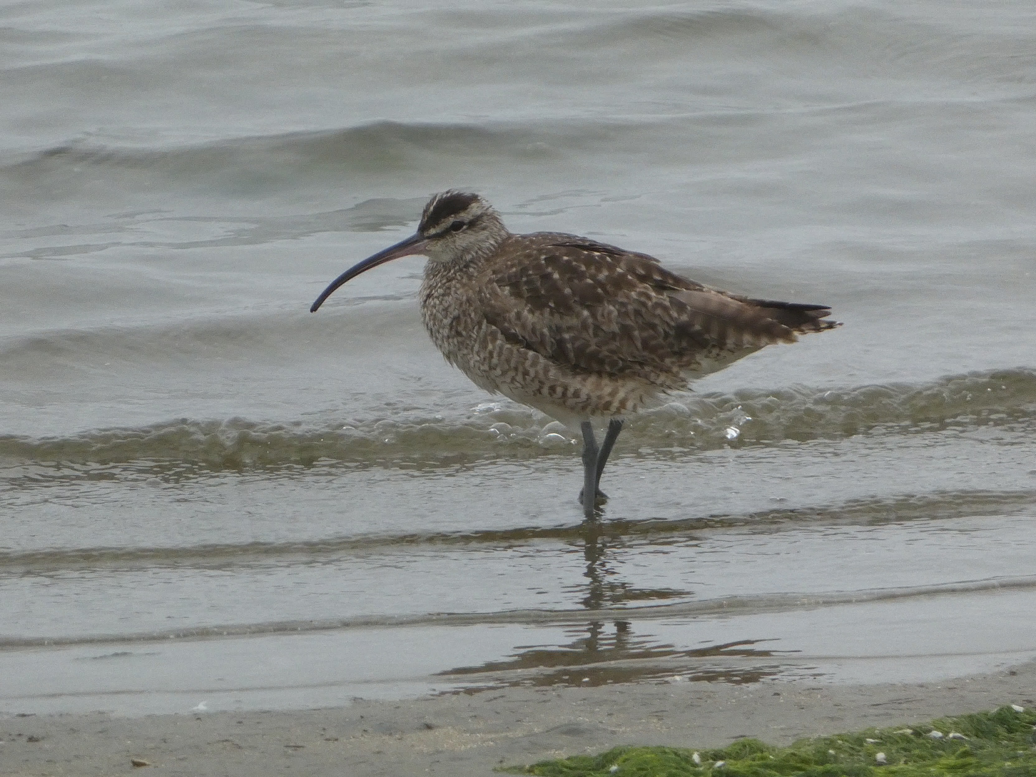 Hudsonian Whimbrel